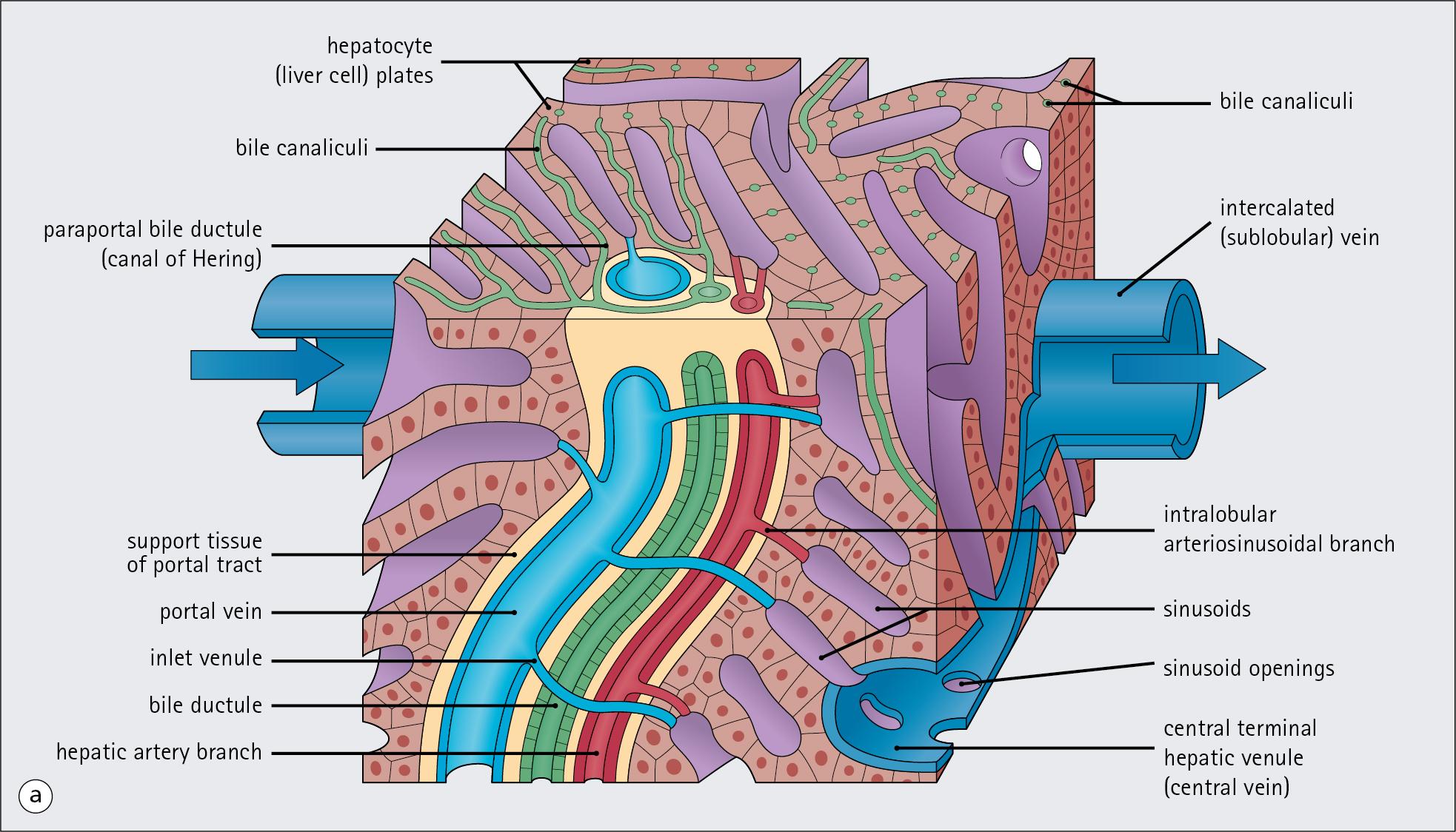 Fig. 12.1, Architecture of the Liver.