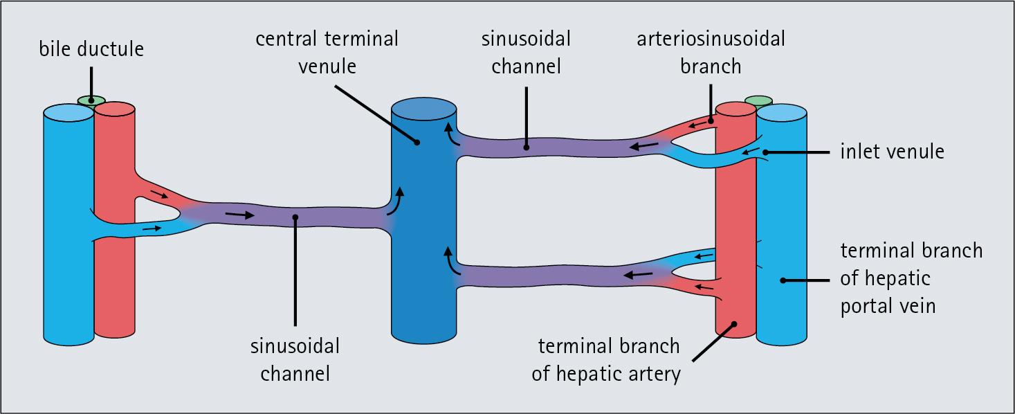 Fig. 12.2, Hepatic Microcirculation.