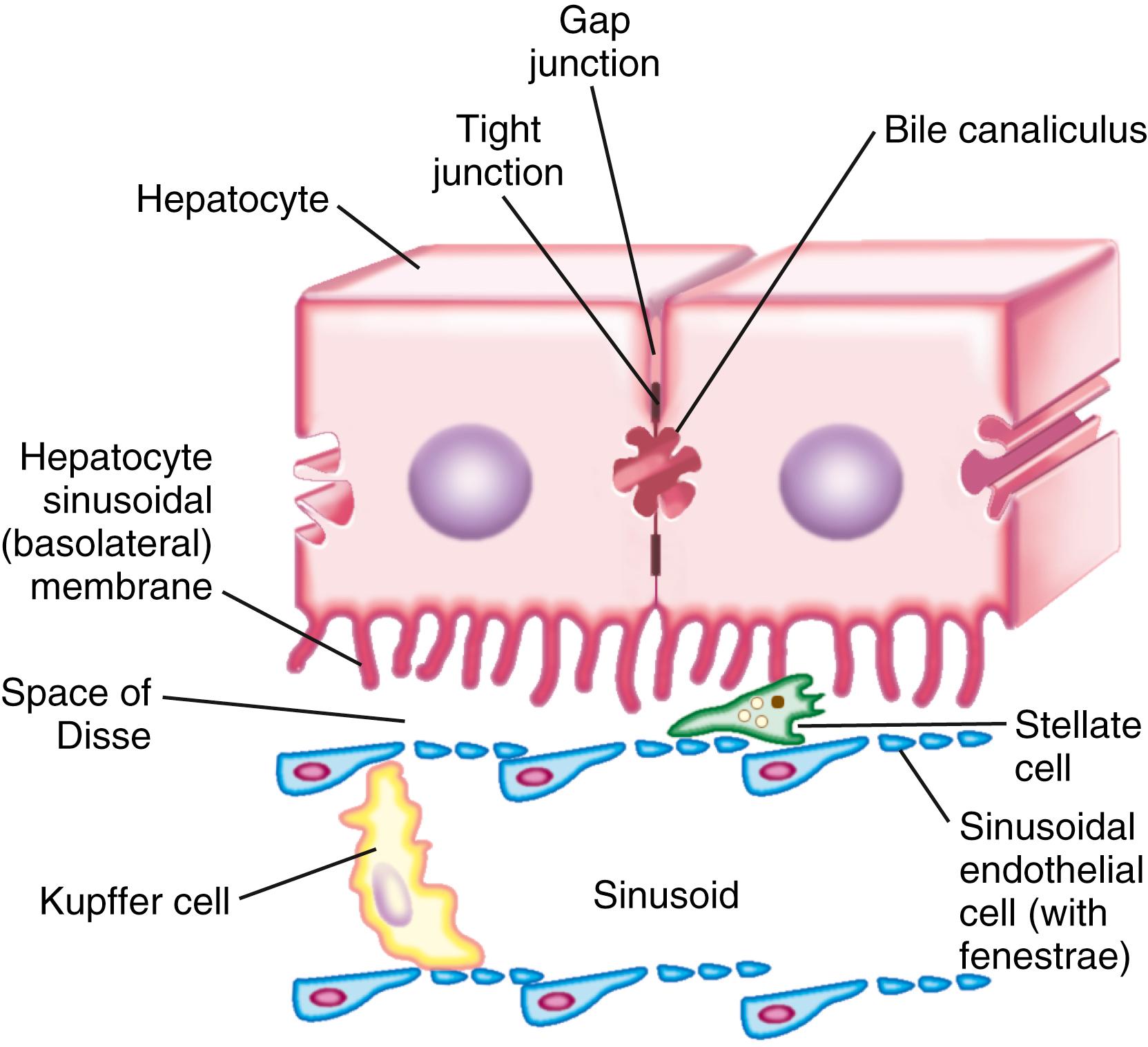 Fig. 72.1, The spatial relationship among the different cell types of the liver. Sinusoidal plasma comes in direct contact with hepatocytes in the space of Disse. The endothelial cells are fenestrated and lack a basement membrane. Kupffer cells are located in the lumen of the sinusoid, where they are in direct contact with the sinusoidal endothelial cells and portal blood. Stellate cells are situated between the endothelial cells and hepatocytes and come into direct contact with both cell types. The hepatocytes are joined with each other by tight junctions and the communicating gap junctions. The canalicular domain of the plasma membrane of 2 adjacent hepatocytes encloses the bile canaliculus.