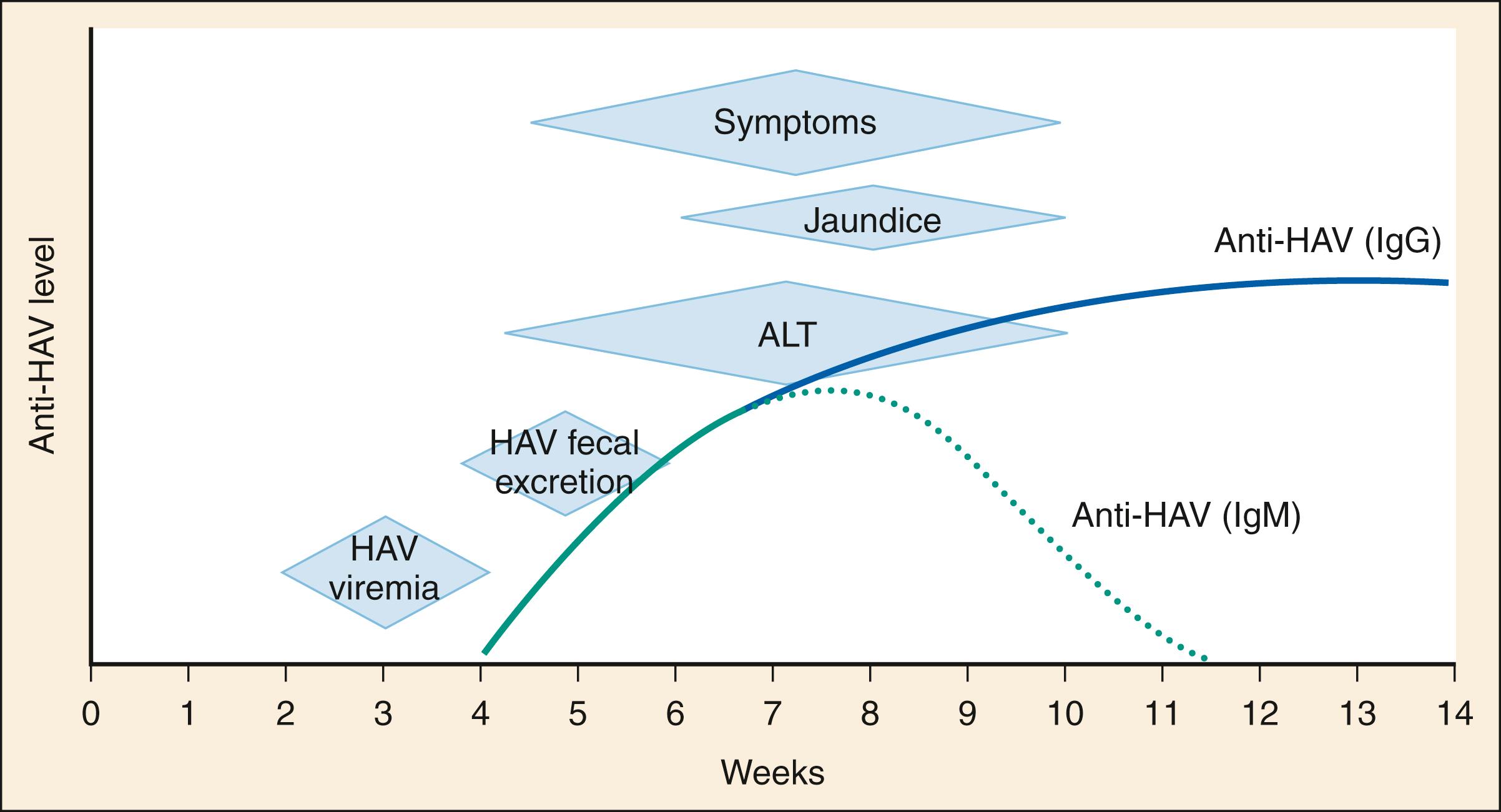 Fig. 76.4, Acute hepatitis A virus (HAV) infection. ALT, Alanine aminotransferase; IgG, immunoglobulin G; IgM, immunoglobulin M.