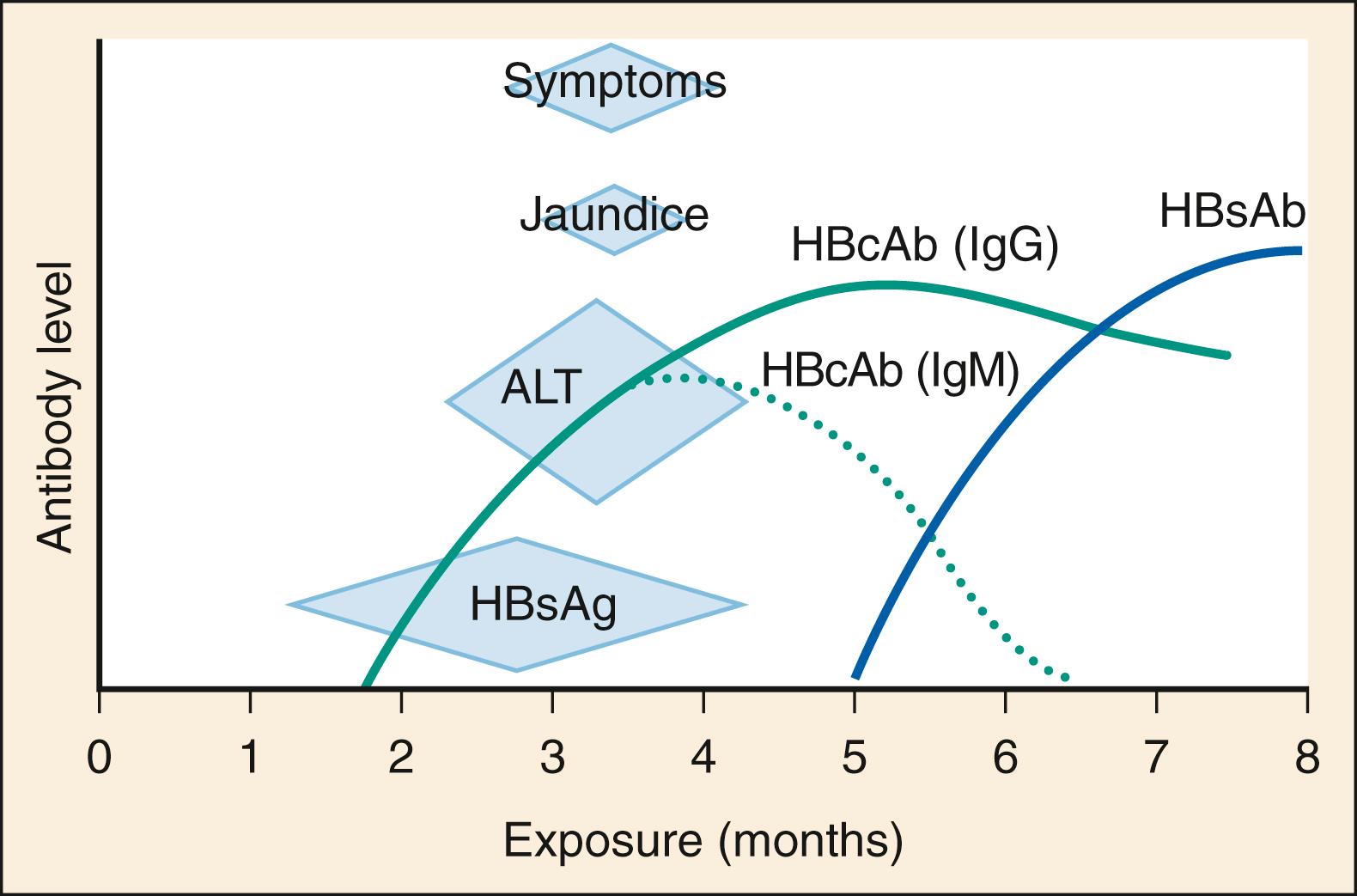 Fig. 76.7, Acute hepatitis B virus infection. Ab, Antibody; Ag, antigen; ALT, alanine aminotransferase; HBc, hepatitis B core; HBs, hepatitis B surface; IgG, immunoglobulin G; IgM, immunoglobulin M.