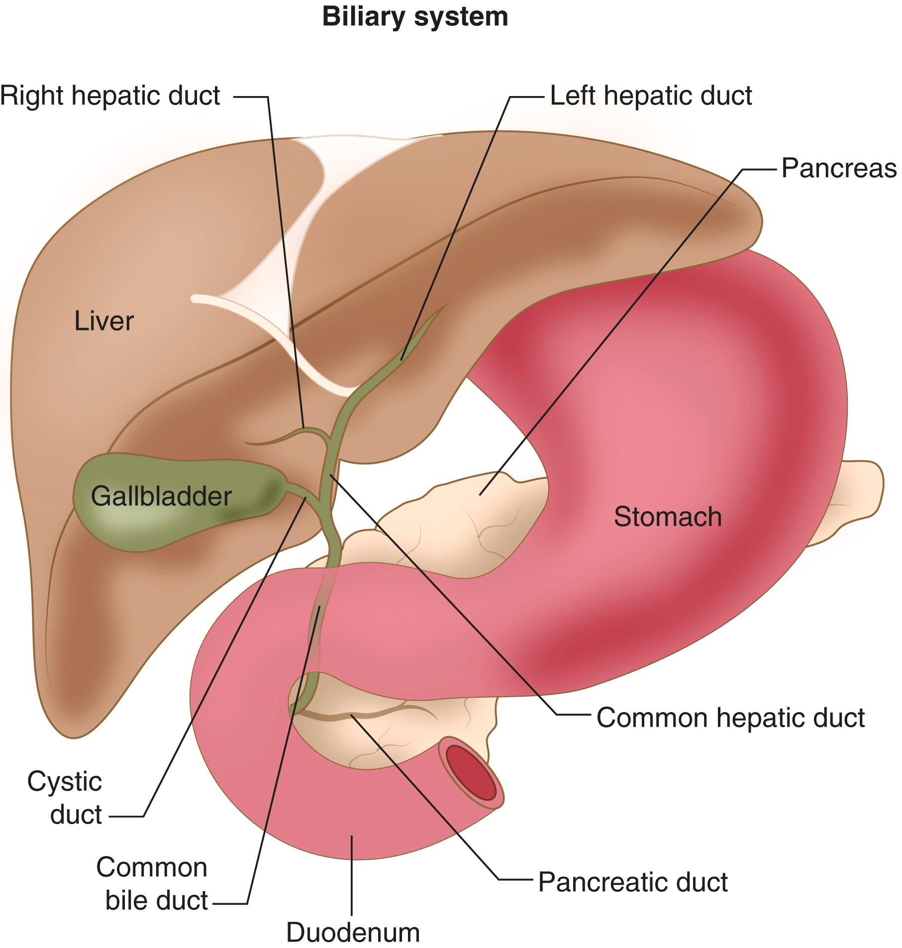 FIGURE 181-1, Anatomy of the liver and biliary tract.