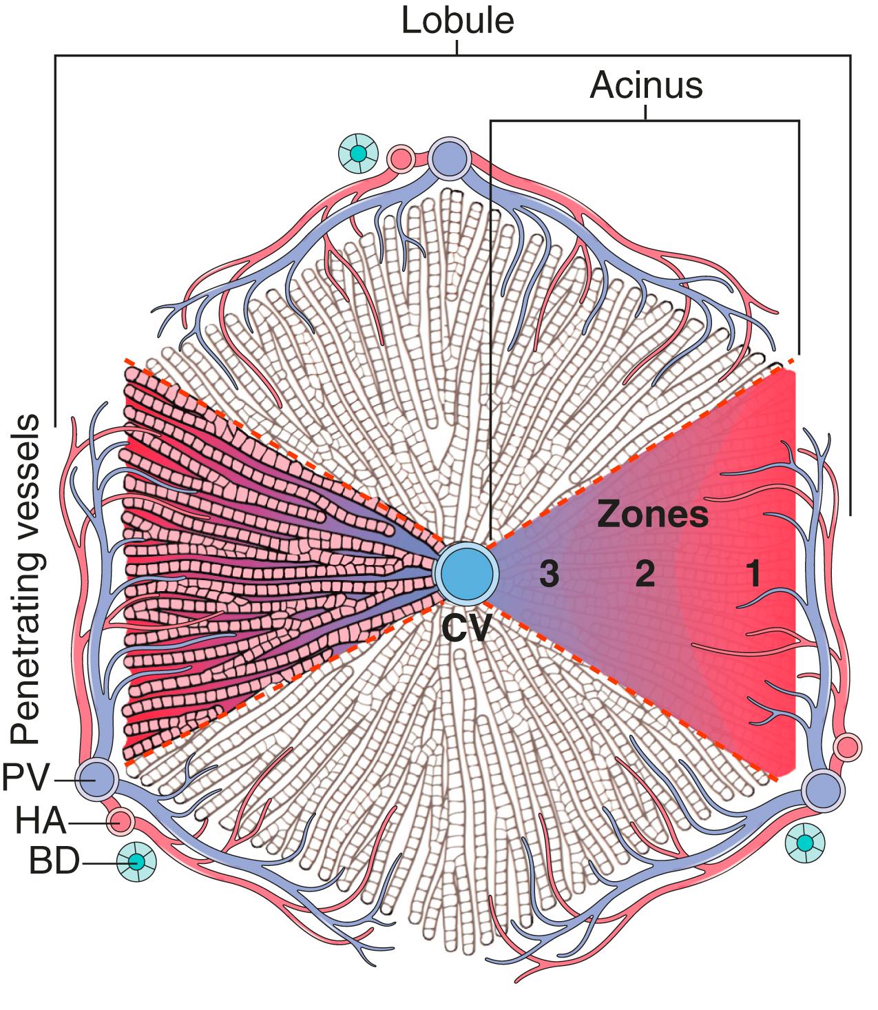 FIG. 14.1, Models of liver anatomy. In the lobular model, the terminal hepatic vein (i.e., central hepatic vein) is at the center of a “lobule,” while the portal tracts are at the periphery. Pathologists often refer to the regions of the parenchyma surrounding portal tract and central vein as “periportal” and “centrilobular,” respectively. In the acinar model, on the basis of blood flow, three zones are defined, zone 1 being the closest to the blood supply and zone 3 being the farthest. BD, Bile duct; CV, central hepatic vein; HA, hepatic artery; PV, portal vein.