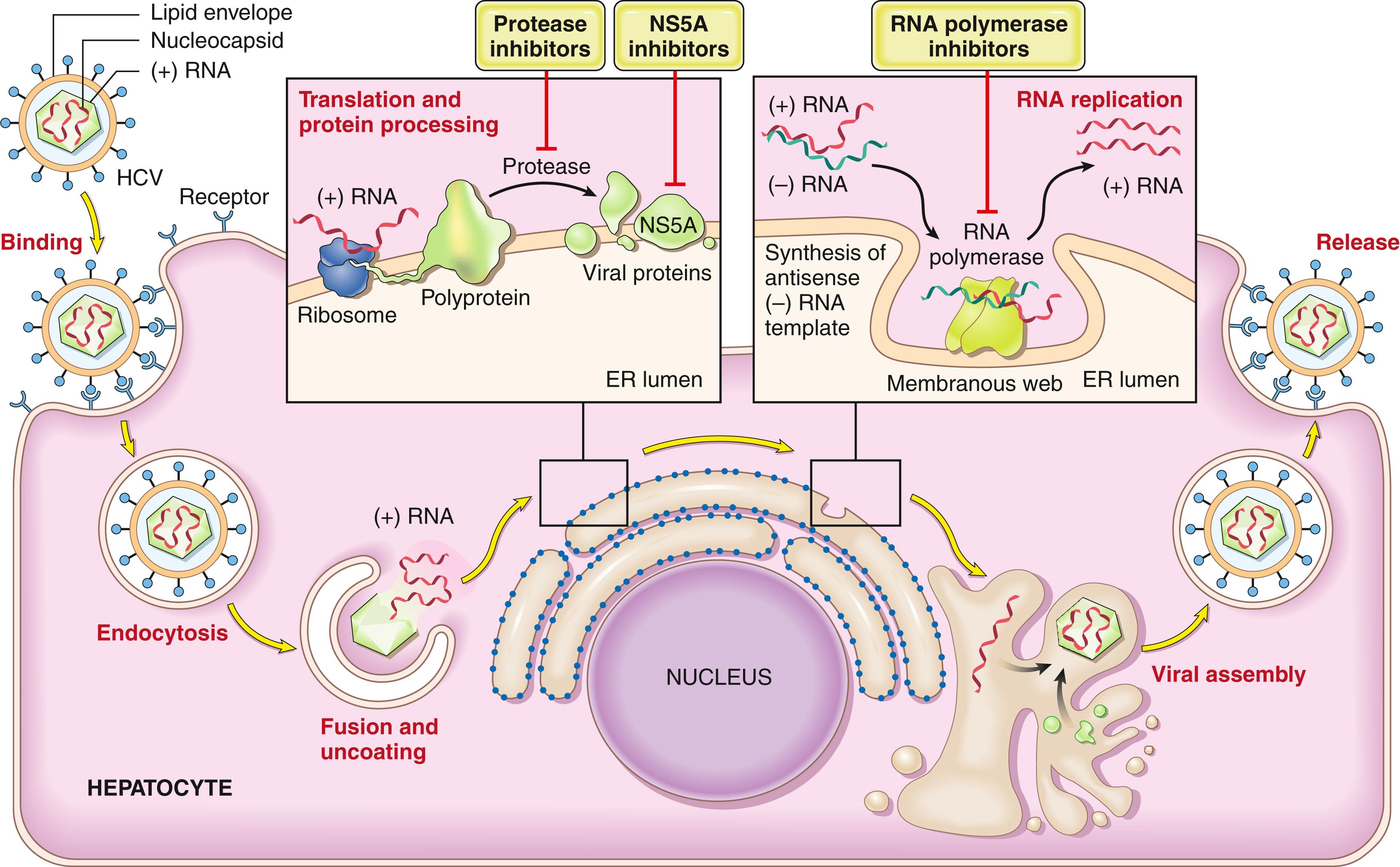 FIG. 14.11, Life cycle of hepatitis C virus (HCV). Viral entry, replication, assembly, and release are shown. Steps that can be effectively targeted with antiviral drugs are emphasized. Following viral entry and release of genetic material inside the host cell, HCV polyprotein is translated in rough endoplasmic reticulum (ER). During polyprotein processing, viral RNA replication takes place in “membranous webs,” which are ER-derived double-membrane vesicles. Final steps involve viral assembly and release from the host cell. NS5A , Nonstructural protein 5A; RNA , ribonucleic acid.