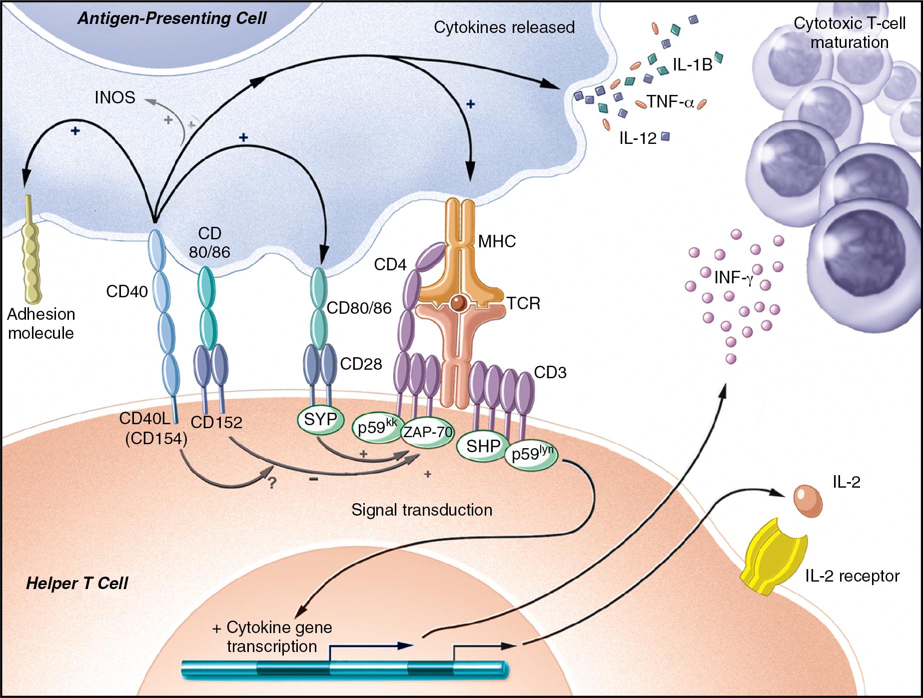 FIGURE 104.1, T-cell interactions with an antigen-presenting cell ( APC ).