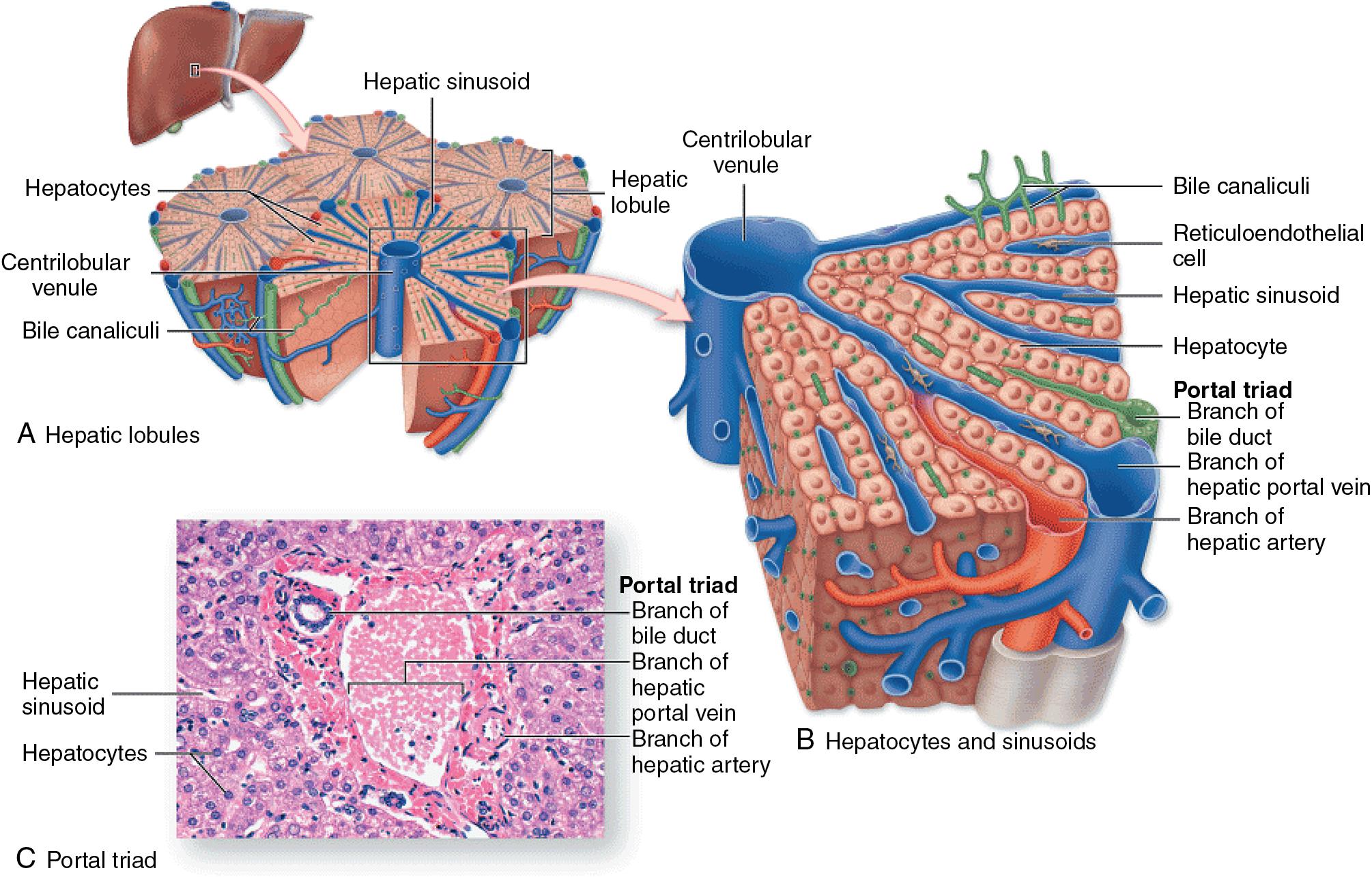 FIGURE 5.1, The liver microcirculation.