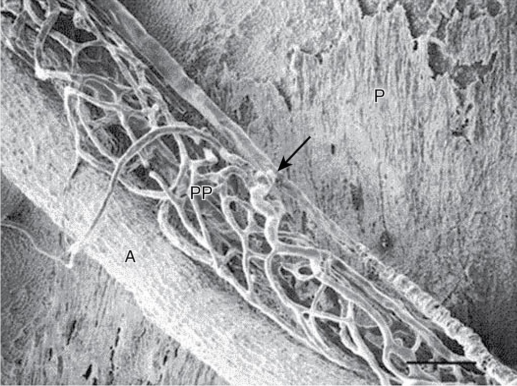 FIGURE 5.2, Arterial peribiliary plexus.