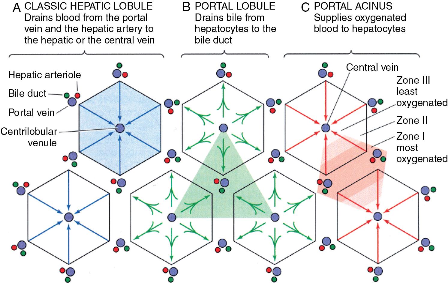 FIGURE 5.3, Structure-function conceptual liver units.