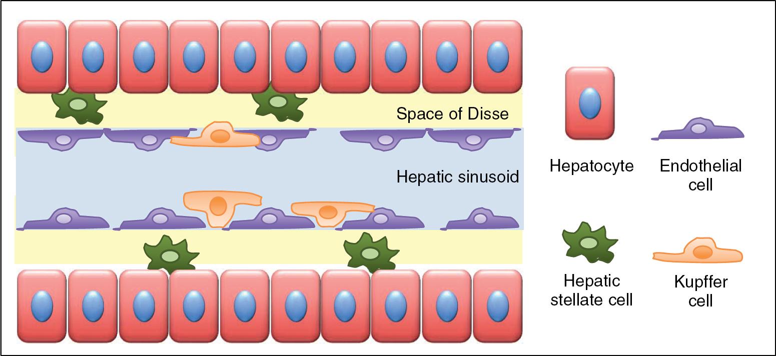 FIGURE 5.5, Hepatic stellate and Kupffer cells relation to the liver microcirculation.