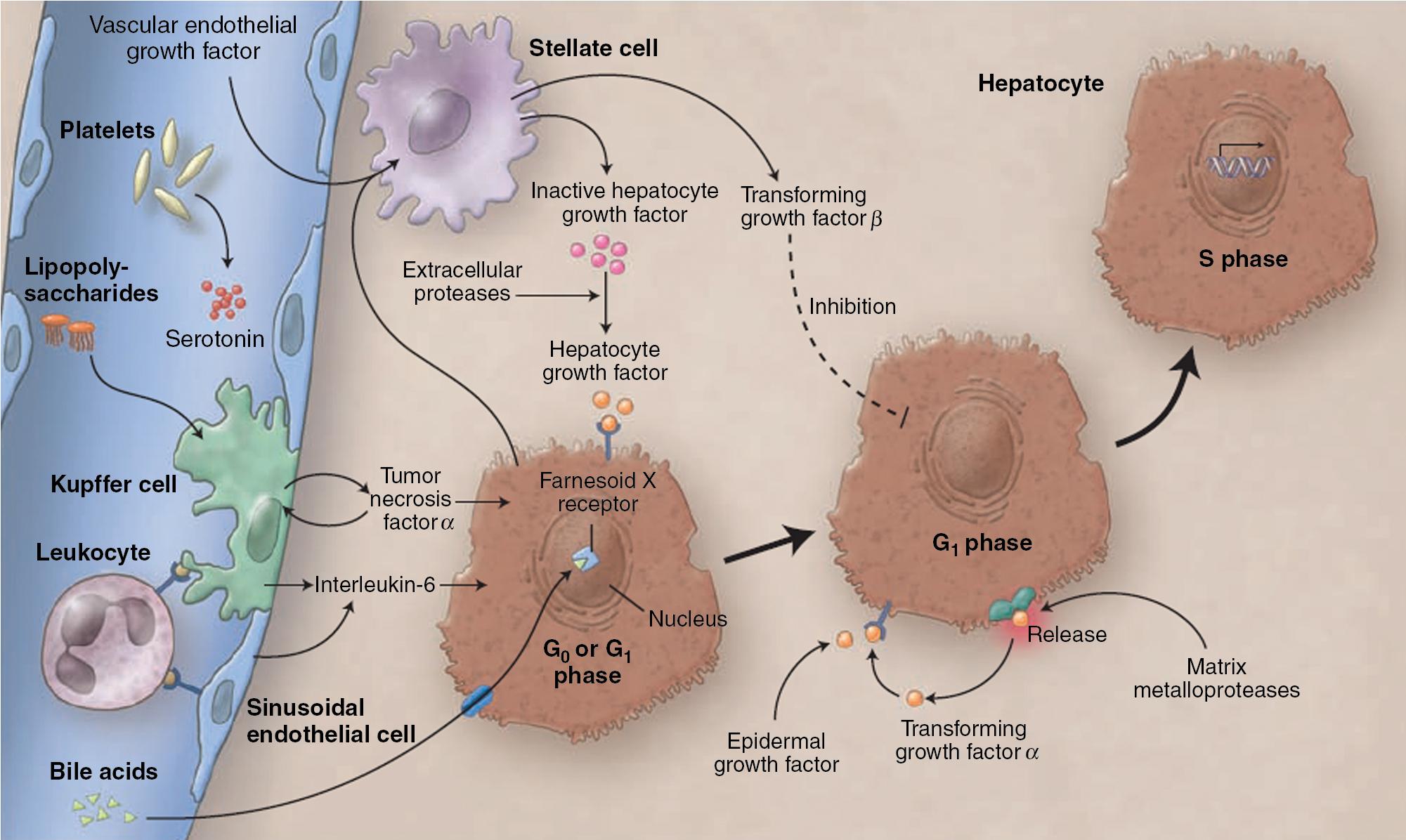 FIGURE 6.1, Pathways of liver regeneration initiated by major hepatectomy.