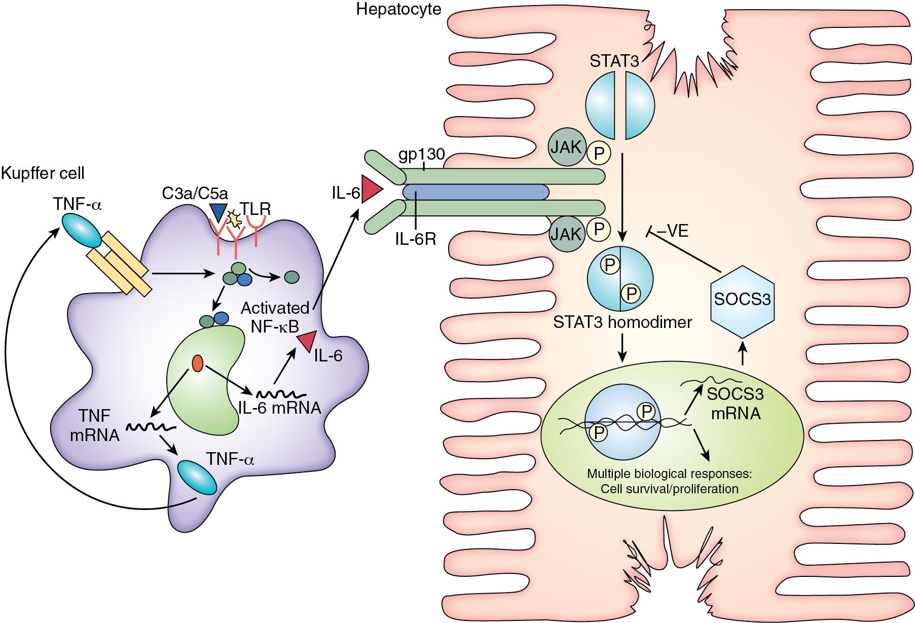 FIGURE 6.2, Stimulated by components of the innate immune system, Kupffer cells produce and secrete interleukin (IL)-6 and tumor necrosis factor (TNF)-α to kick-start the regenerative response. IL-6 helps stimulate hepatocyte proliferation via signal transducer and activator of transcription 3 (STAT3) activation; in turn, this response is negatively regulated by suppression of cytokine signaling-3 (SOCS3).