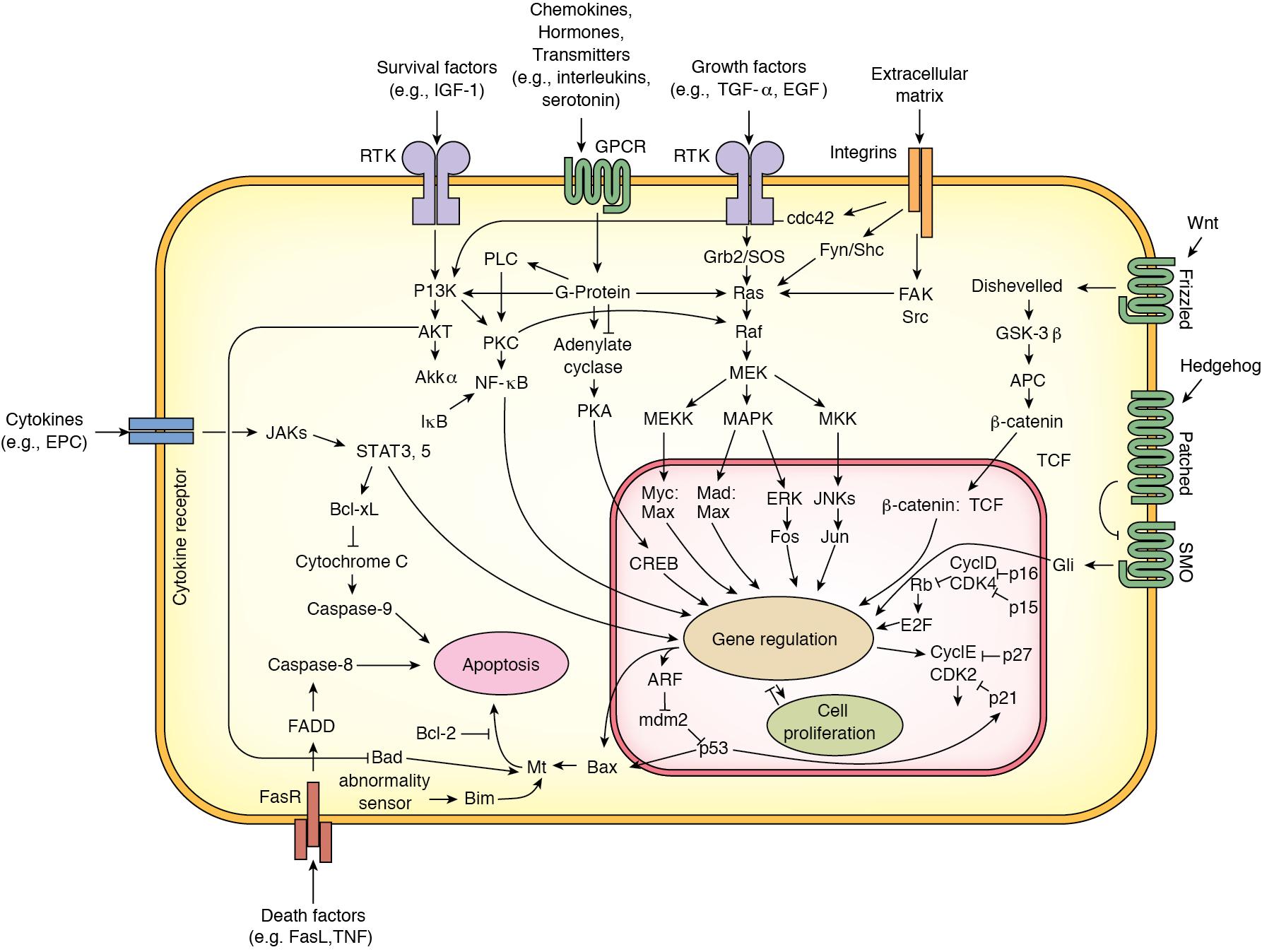 FIGURE 6.3, Intracellular pathways of liver regeneration.