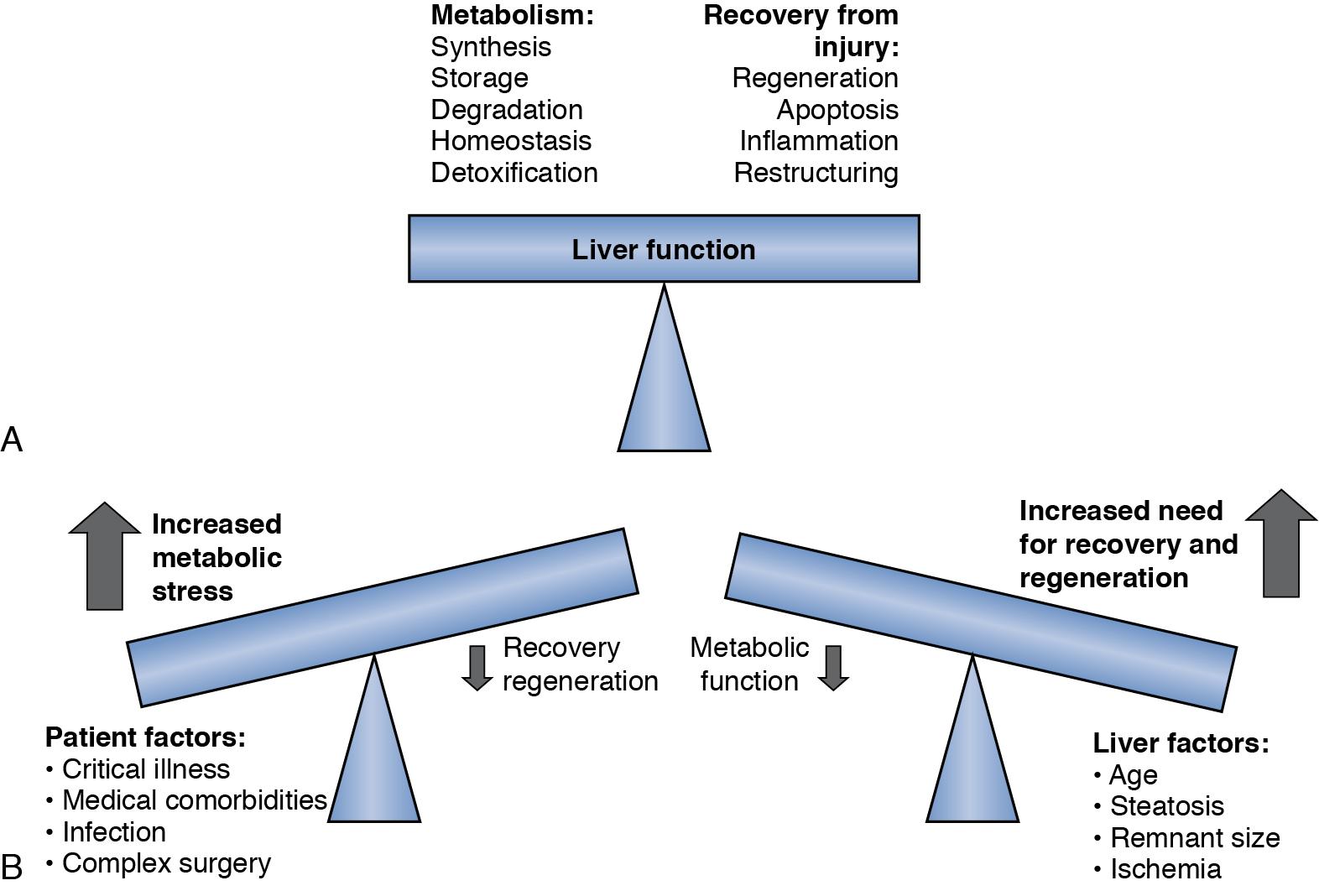 FIGURE 6.4, Metabolic balance between regeneration and maintaining liver function.