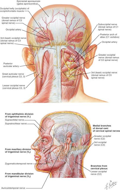 Figure 31.2, Nerve supply of the scalp: sensory distribution.