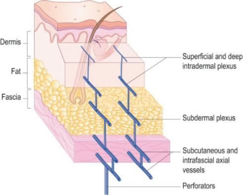 Fig. 2.5.5, Vascular anatomy of the skin. The subdermal plexus, which must be kept intact during local flap procedures, lies in the subdermal fat.