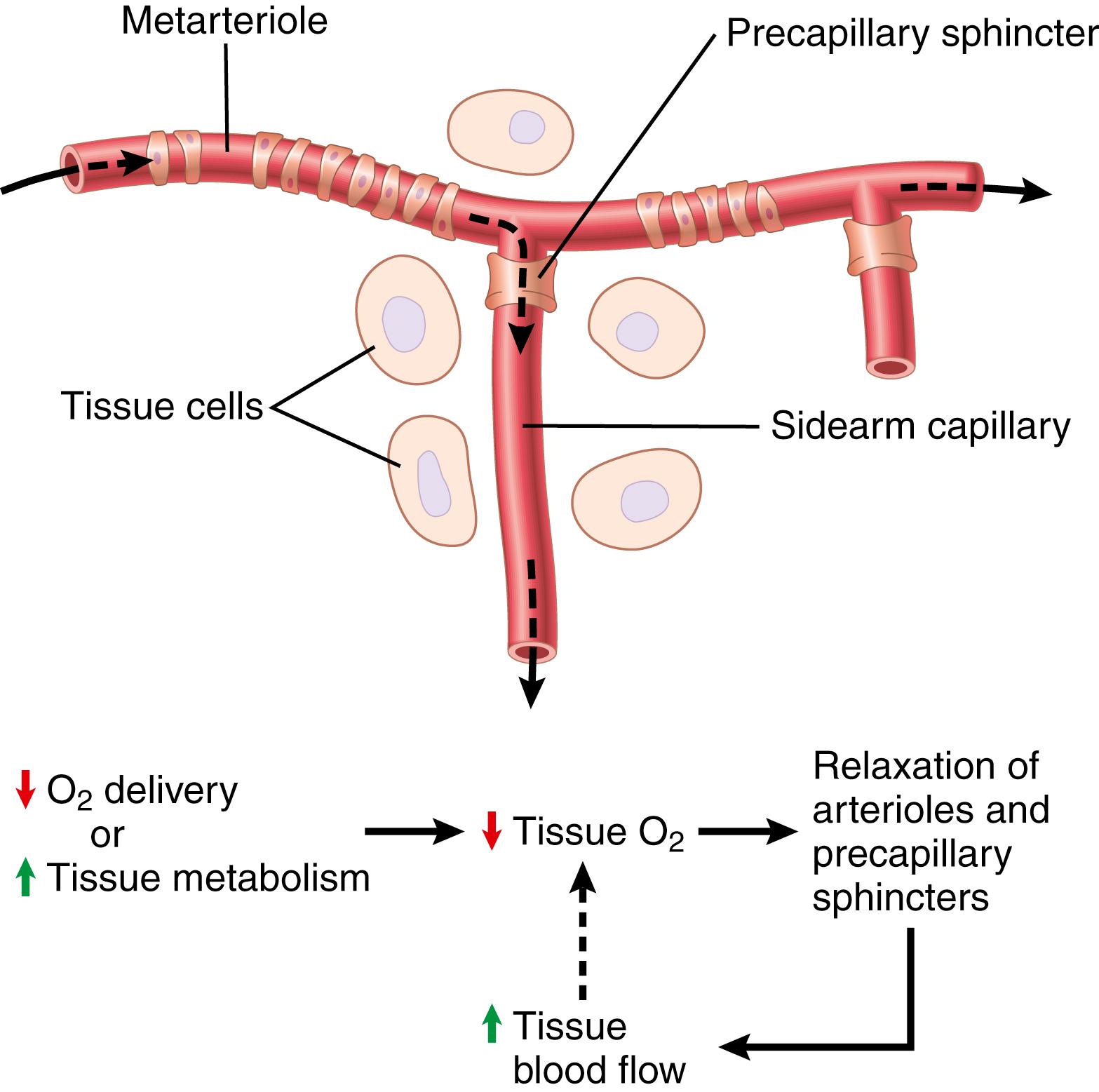 Figure 17-3., Diagram of a tissue unit area for an explanation of acute local feedback control of blood flow, showing a metarteriole passing through the tissue and a sidearm capillary with its precapillary sphincter for controlling capillary blood flow.