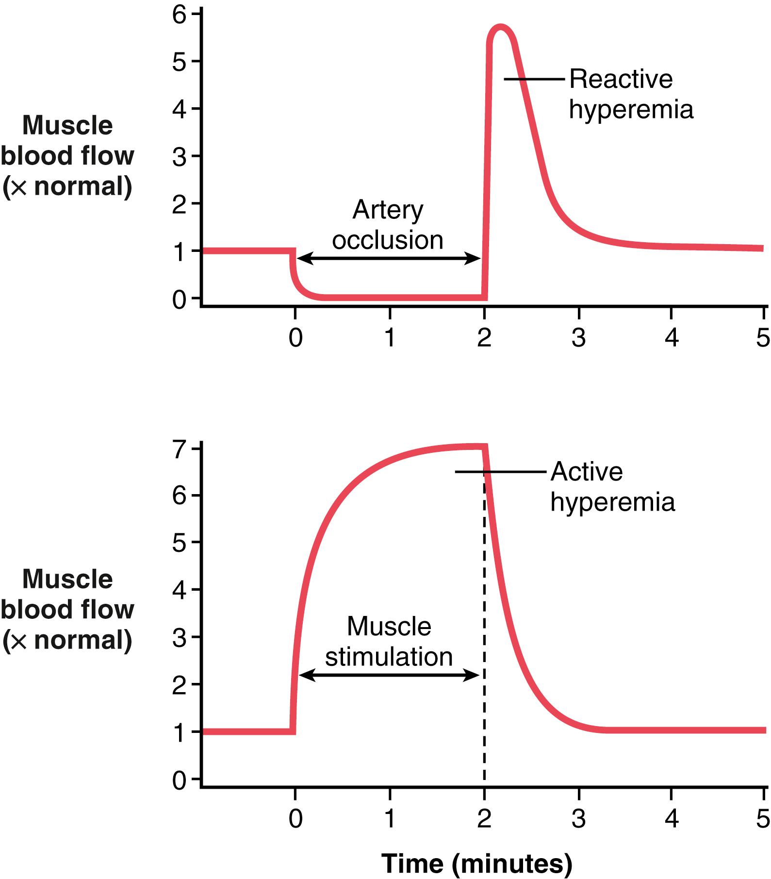 Figure 17-4., Reactive hyperemia in a tissue after temporary occlusion of the artery supplying blood flow and active hyperemia following increased tissue metabolic activity.