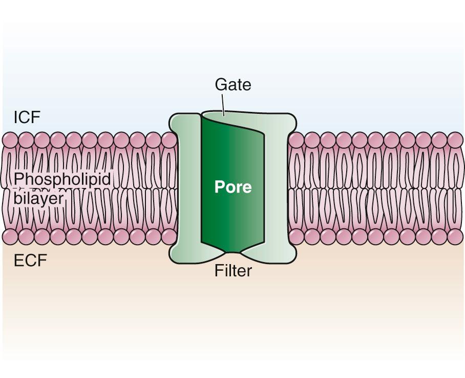 Figure 29.2, Axon Membrane.