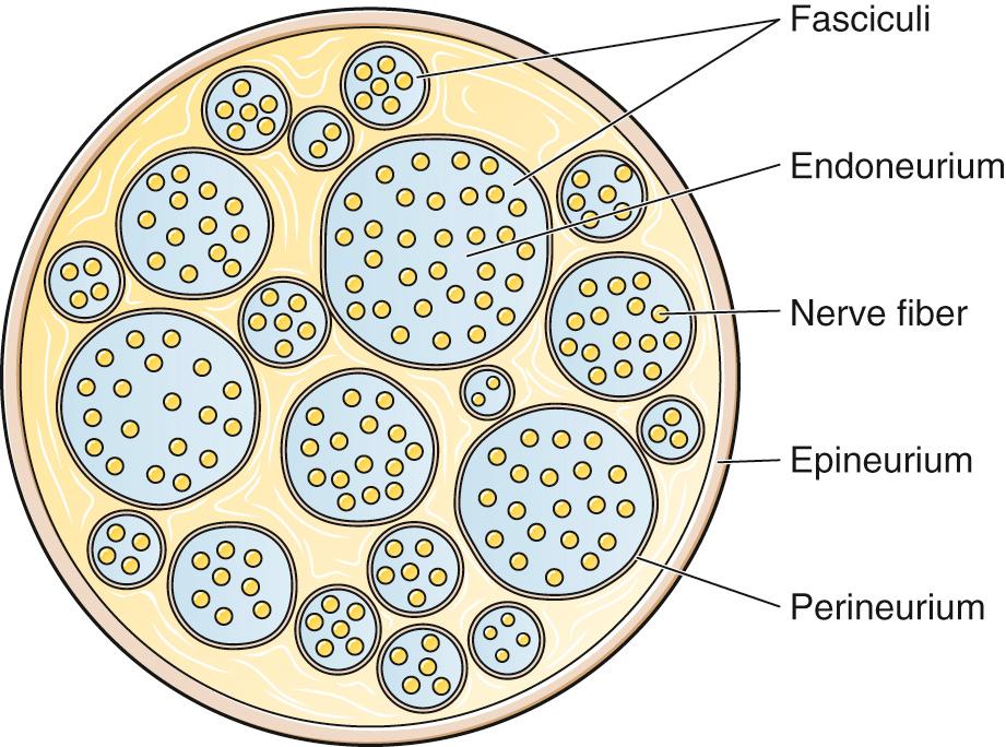 Figure 29.3, Cross-Section of a Peripheral Nerve.