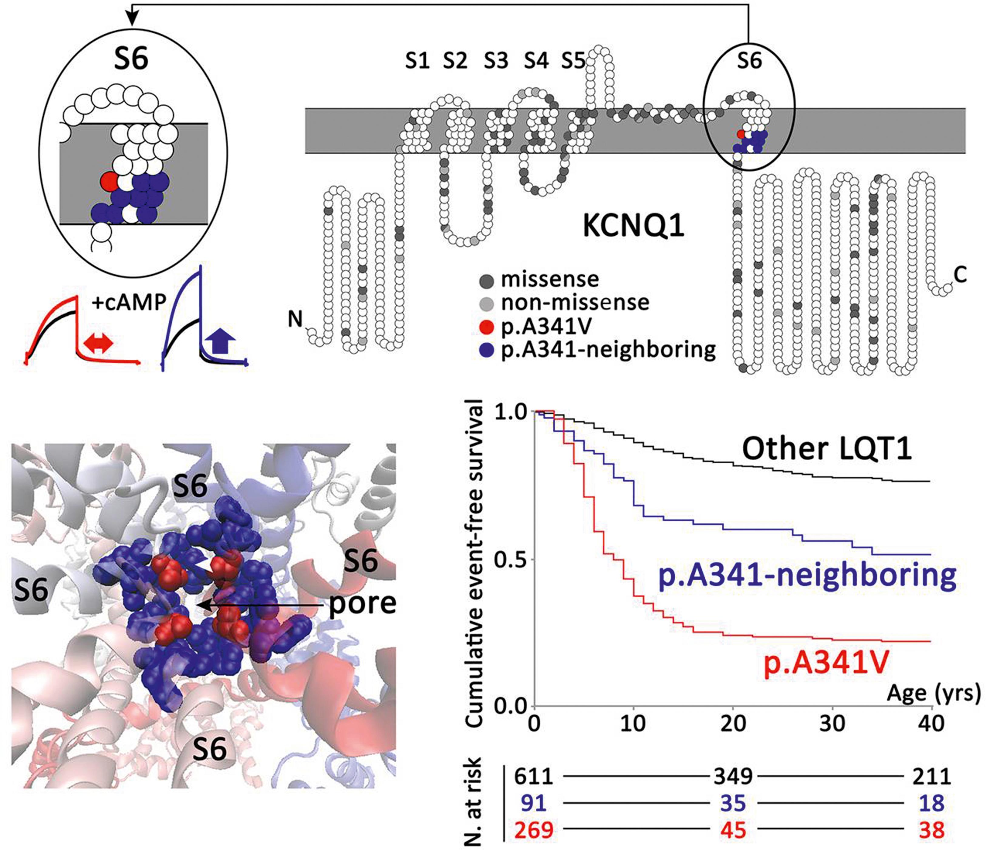 Fig. 96.1, Top, Topology of KCNQ1 missense and non-missense mutations identified in all studied long QT syndrome type 1 patients (n = 1316) according to their amino acid position along the KCNQ1 channel. Location of p.A341V and p.A341-neighbouring mutations in the KCNQ1 -S6 segment is highlighted in red and blue , respectively. Exemplary I Ks traces for p.A341V (red) and p.A341V-neighbouring mutation (blue), with and without cyclic adenosine monophosphate/okadaic acid, are depicted at left. Bottom left, Structural image of the pore of the I Ks channel. Amino acid position A341 is indicated in red and the A341-neighbouring amino acids in blue. Bottom right, Cumulative event-free survival of patients with p.A341V ( red; n = 269), p.A341-neighbouring mutations ( blue; n = 91), and all other KCNQ1-missense mutations located outside the S6 region ( black; n = 611).