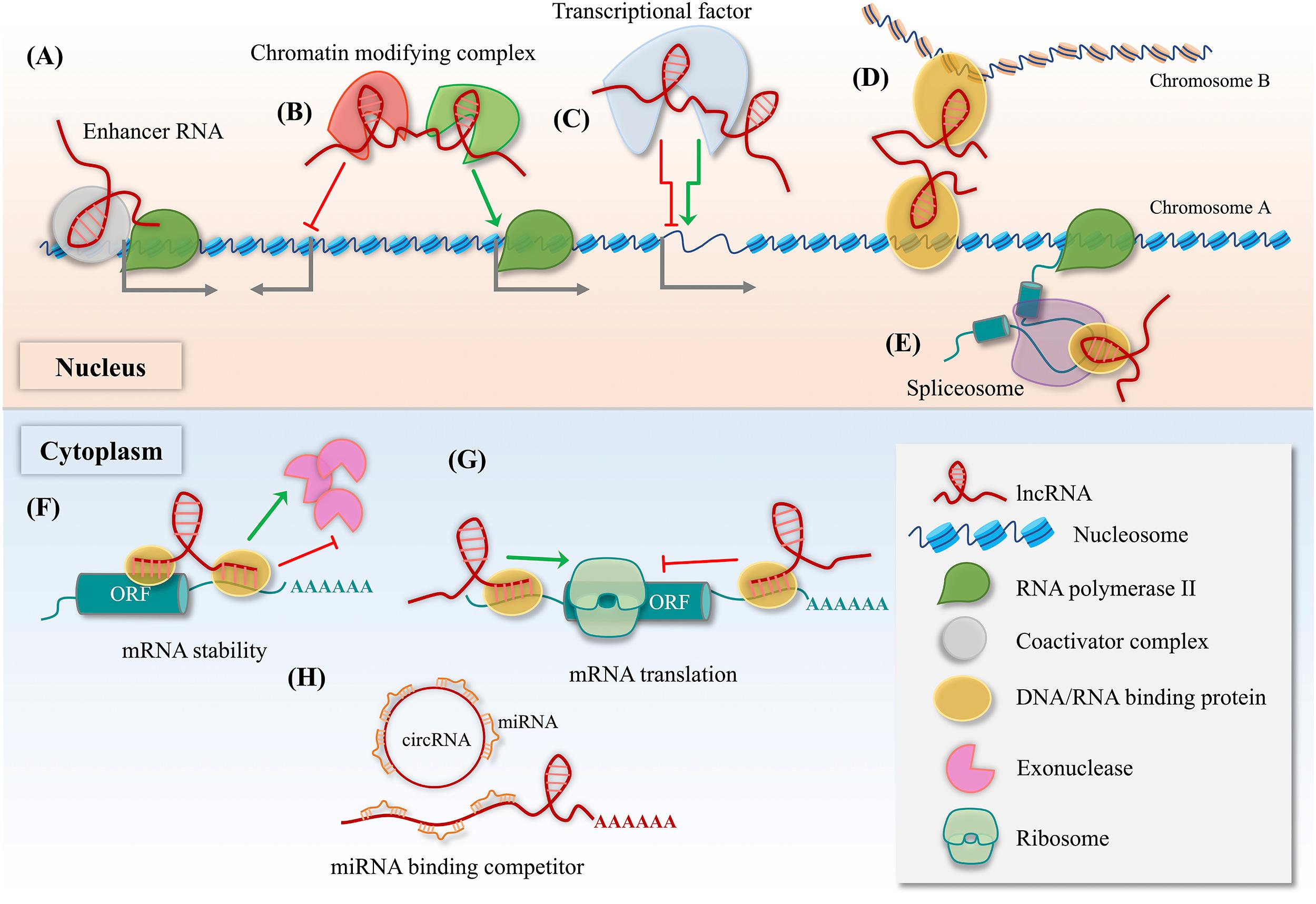 Figure 34.3, Functions of lncRNA.