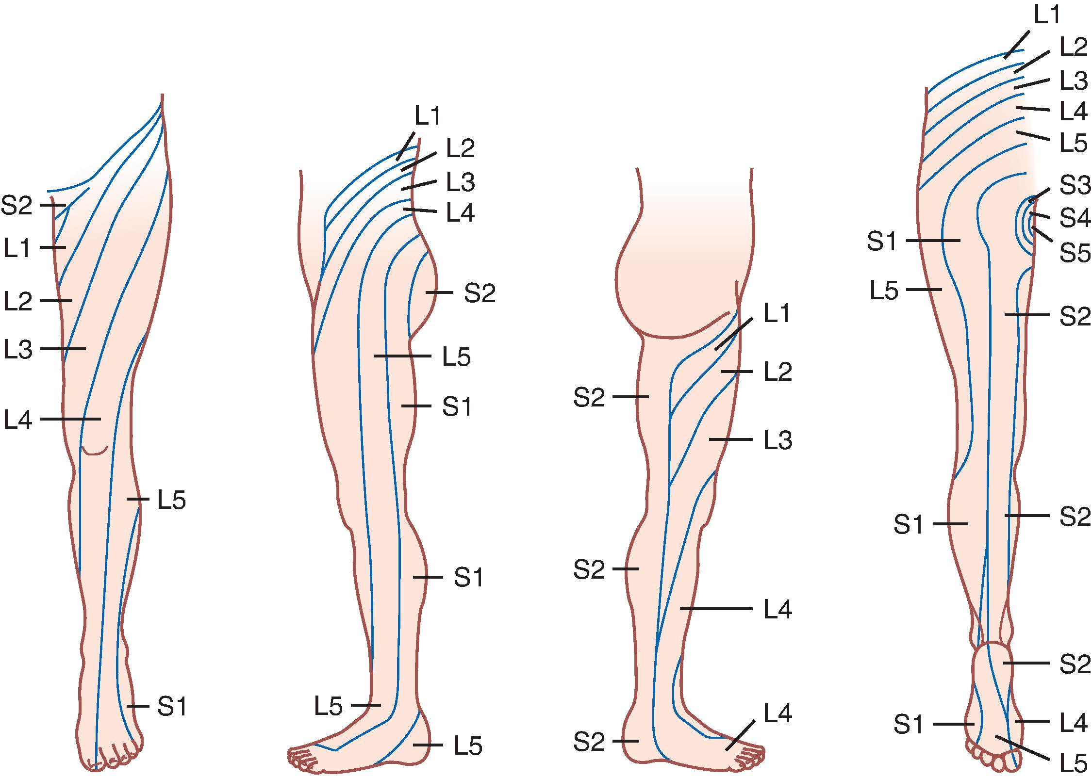 Figure 29.1 Lower extremity dermatomes.