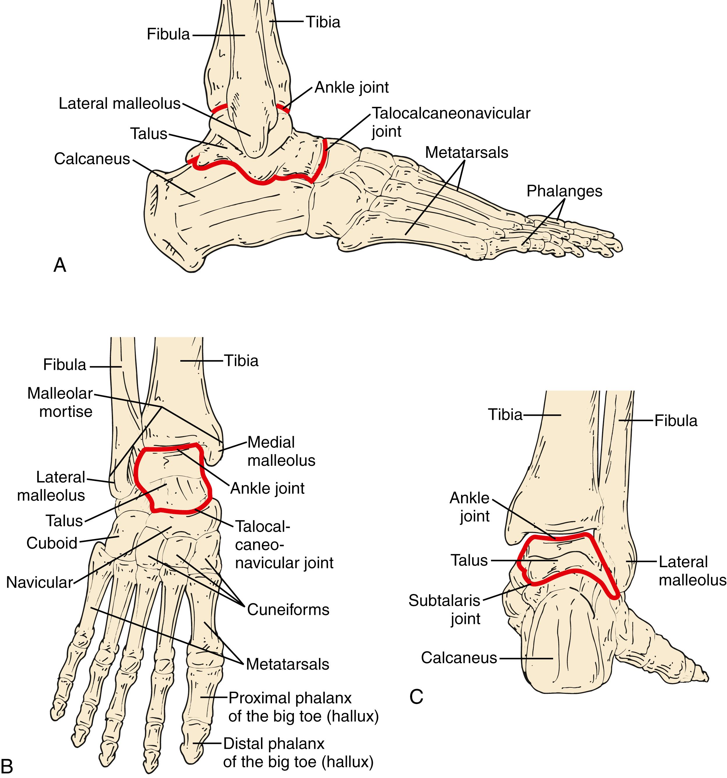 Figure 115.1, cont’d, Bone Anatomy of the Foot.