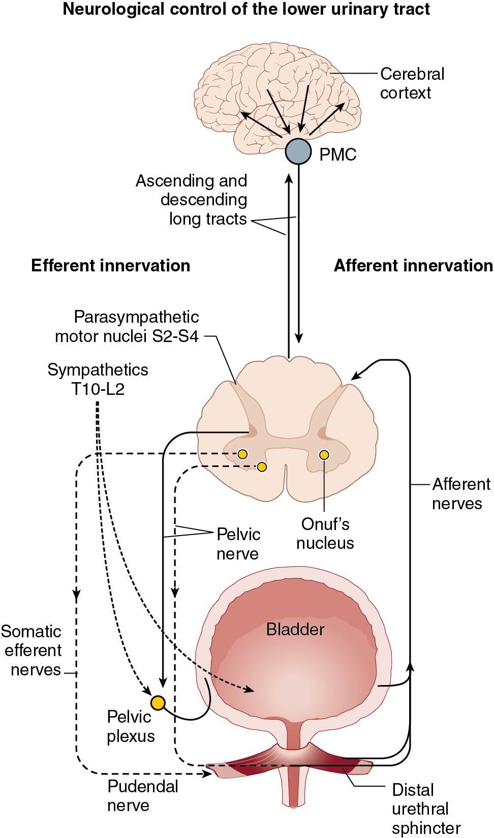 Fig. 21.1, Neurologic control of the lower urinary tract.