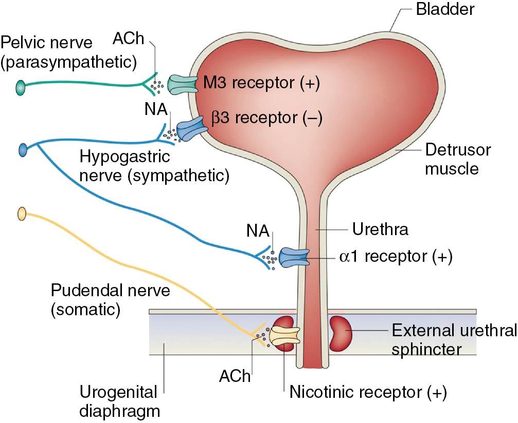 Fig. 21.2, Efferent pathways and neurotransmitter mechanisms that regulate the lower urinary tract. ACh, Acetylcholine; NA, noradrenaline.