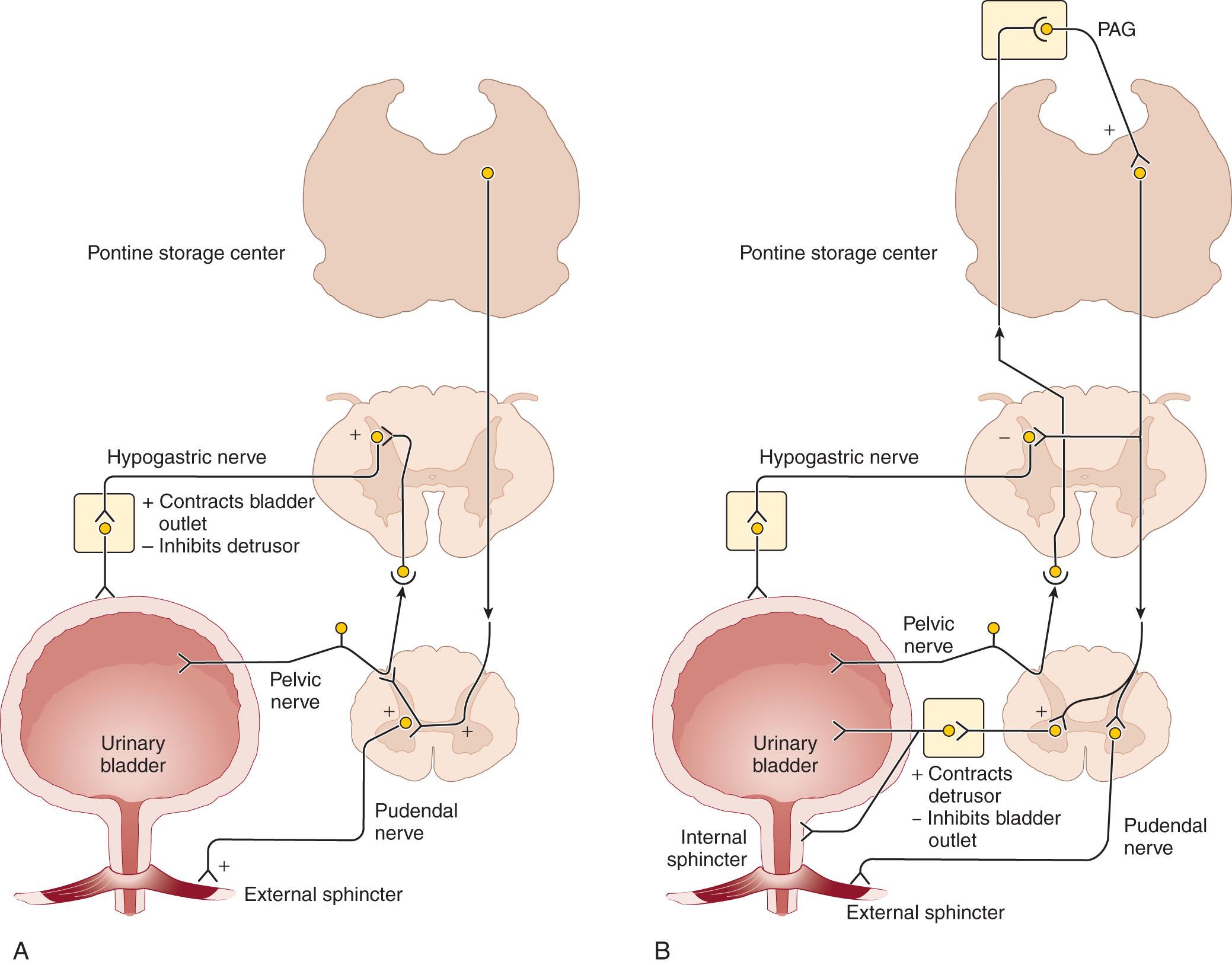 Fig. 21.3, Neural circuits that control continence and micturition. PAG, periaqueductal gray.