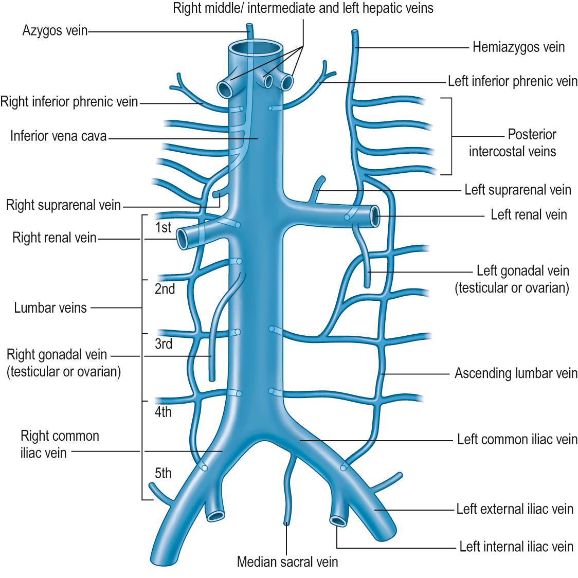 Fig. 34.11, The right and left ascending lumbar veins joining the right and left subcostal veins to form the azygos and hemiazygos veins, respectively.