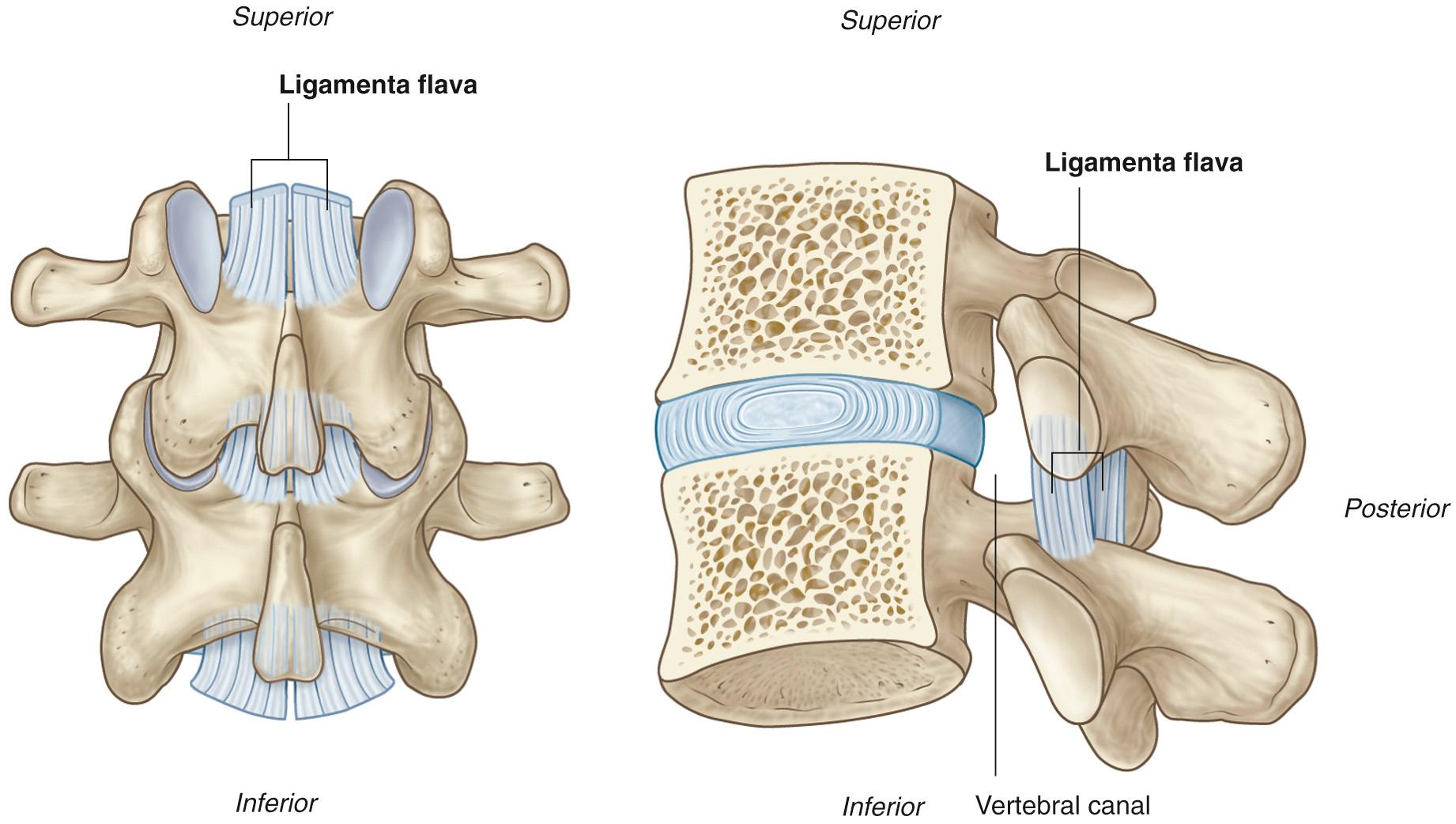 Fig. 34.4, The ligamenta flava.