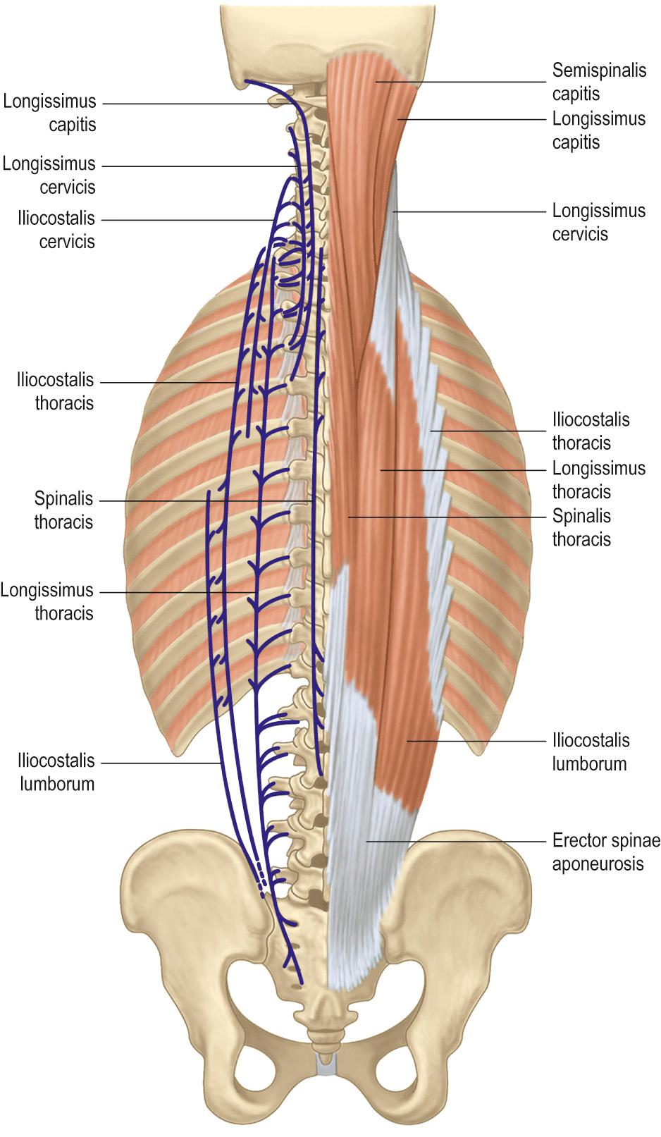 Fig. 34.5, The erector spinae muscle group.