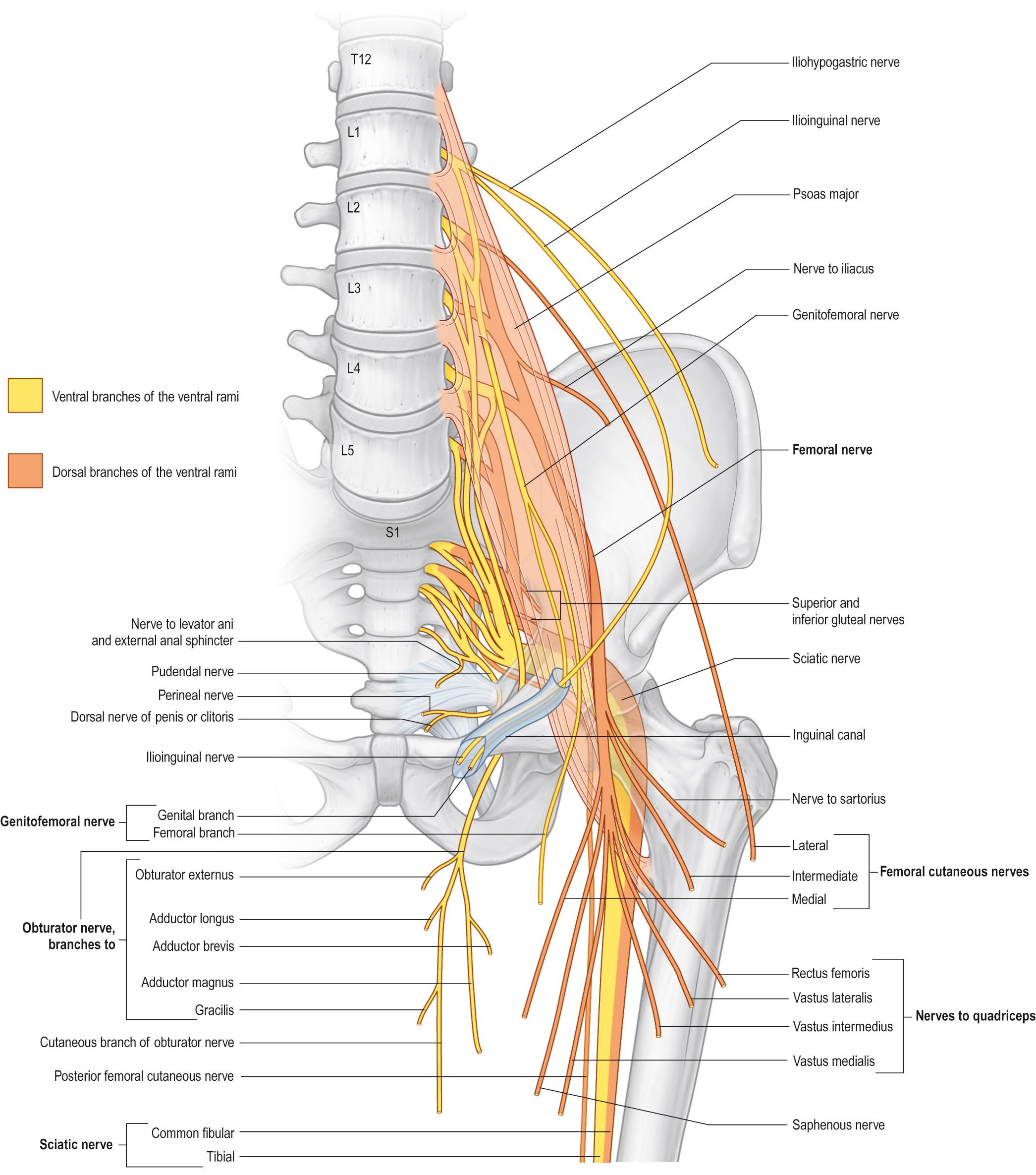 Fig. 34.8, The lumbar plexus and its branches.