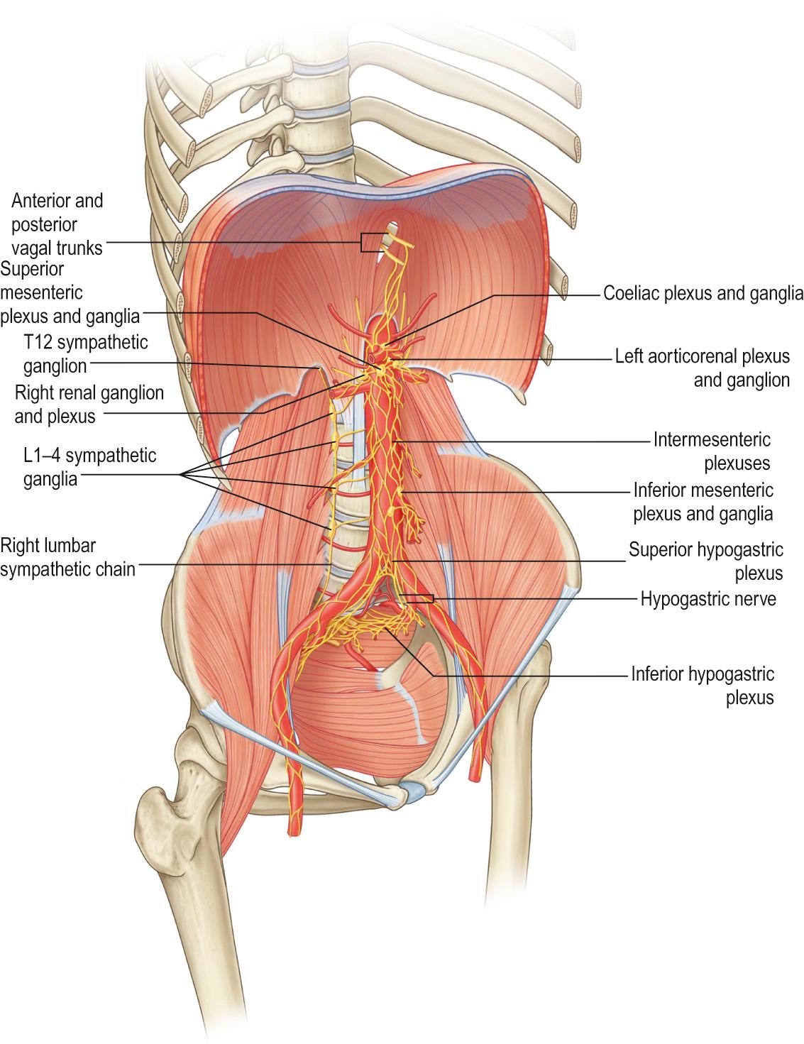 Fig. 34.9, The overall arrangement of the autonomic plexuses of the abdominal and pelvic viscera. Note the superior hypogastric plexus overlying the anterior surface of the aorta and the anterior part of the lumbosacral junction.