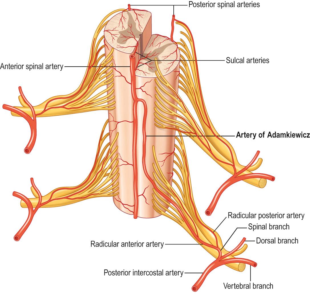 Fig. 34.10, The artery of Adamkiewicz, which supplies most of the blood to the lower two-thirds of the spinal cord; it usually arises from the left side between T8 and L1.