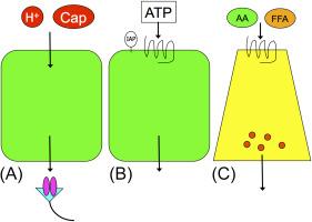 Fig. 30.1, Luminal chemosensing patterns in the duodenum. The scheme shows three patterns of luminal chemosensing, with resulting local mucosal protective responses as well as remote effects via a neuronal or hormonal pathway. Luminal acid (H + ) or capsaicin (Cap) is transported through the epithelial layer and activates the receptors on afferent nerves (A). Luminal ATP with inhibition of hydrolysis by intestinal alkaline phosphatase (IAP) activates the apical P2Y receptor, exerting epithelial responses (B). Luminal amino acids (AA) or free fatty acids (FFA) activate the corresponding receptors on enteroendocrine cells, releasing gut hormones (C).