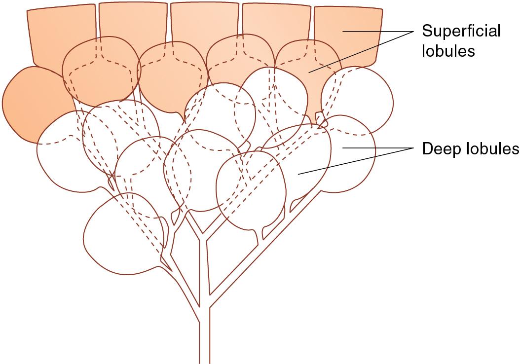 Figure 1.7, The pulmonary lobules are configured into two layers that probably play important roles in the physical dynamics of respiration. The superficial layer is 3 to 4 cm thick.