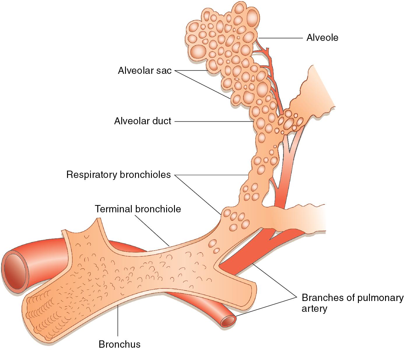 Figure 1.8, This three-dimensional schematic diagram demonstrates the relationship between the pulmonary artery and the airway and also illustrates the junction of a terminal bronchiole with the acinus.