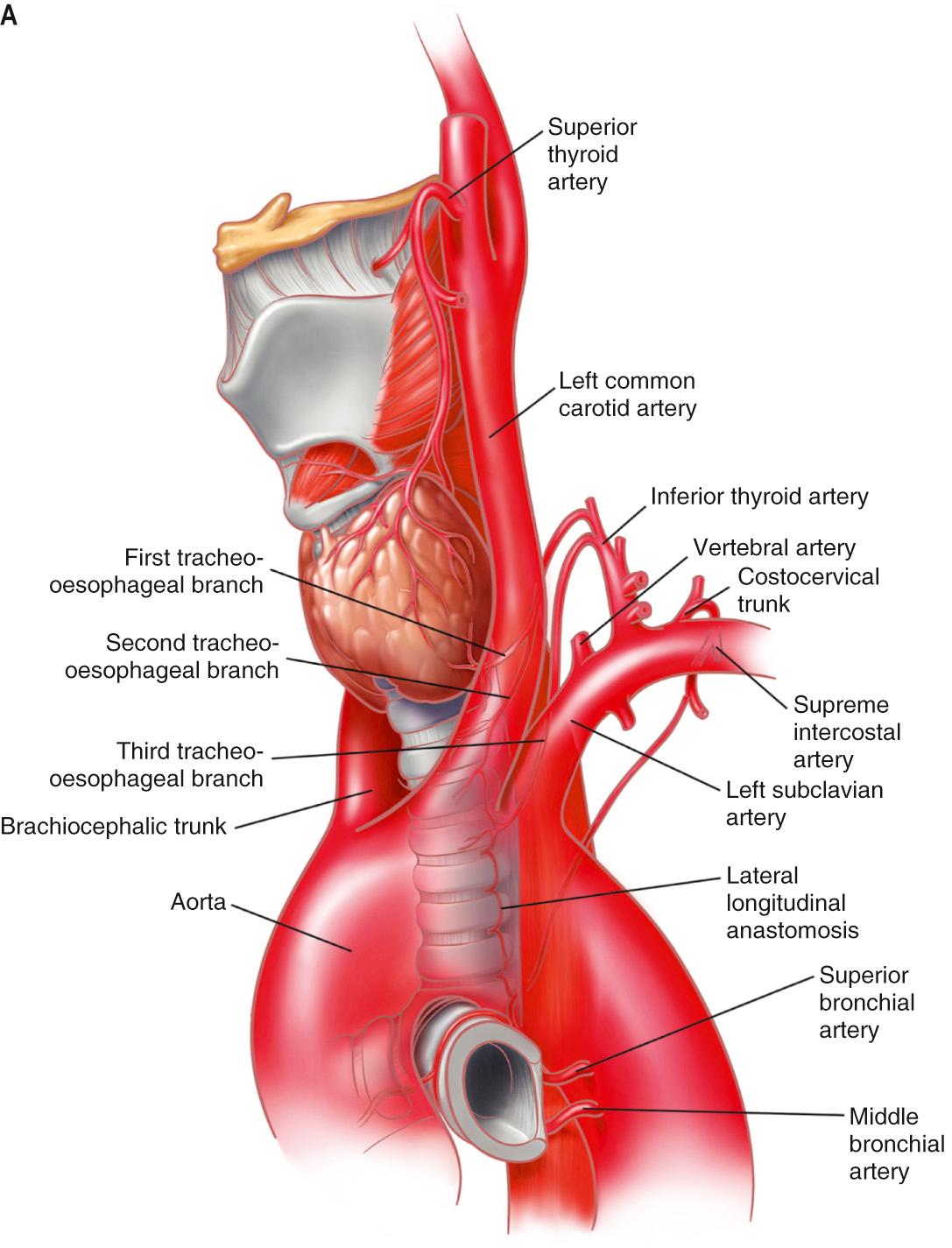 Fig. 47.1, Tracheal blood supply. A , Left anterior view. B , Right anterior view. Note the essentially segmental nature of distribution.