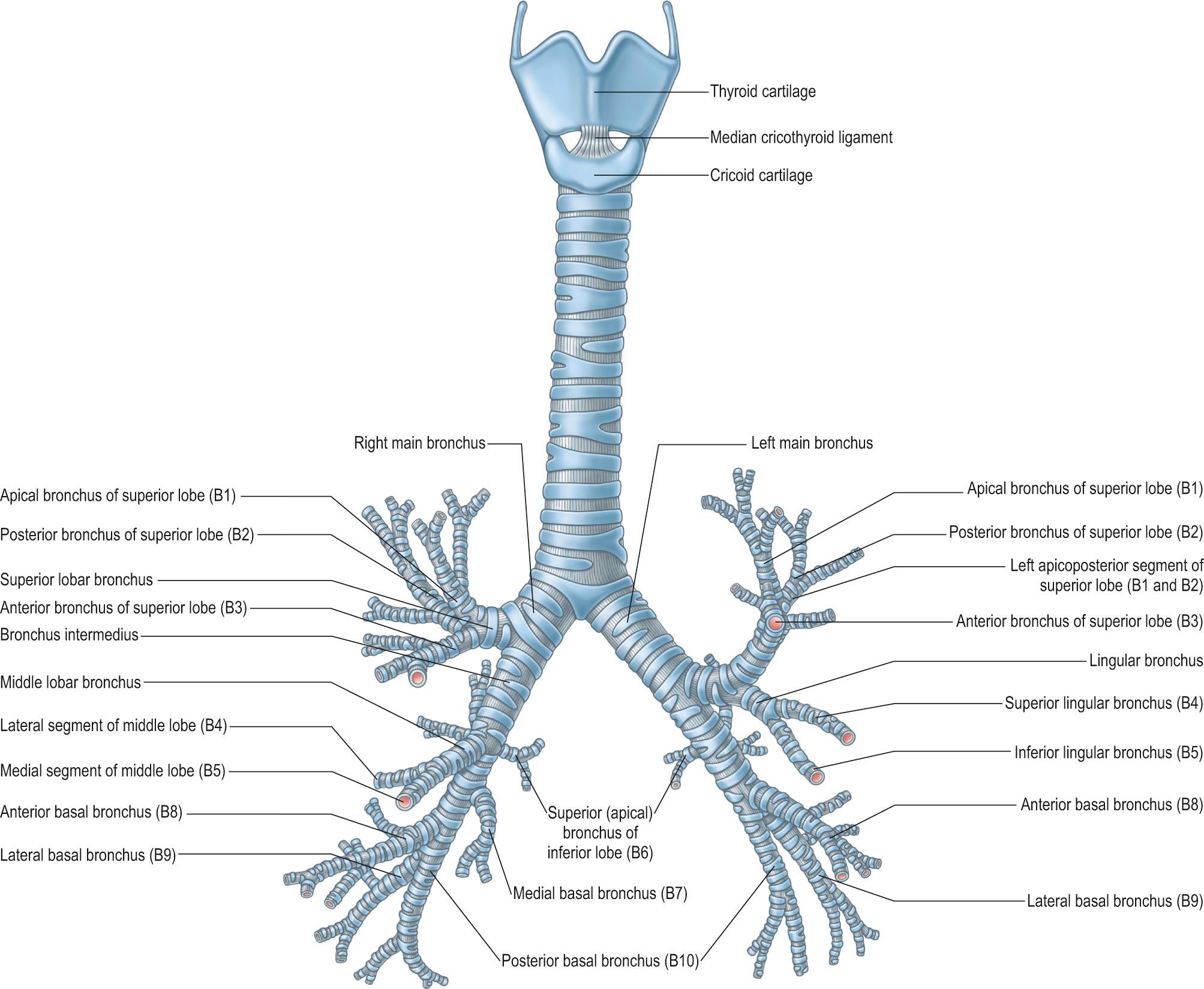 Fig. 47.2, The cartilages of the larynx, trachea and bronchi, anterior aspect. The bronchopulmonary segments are shown in brackets.