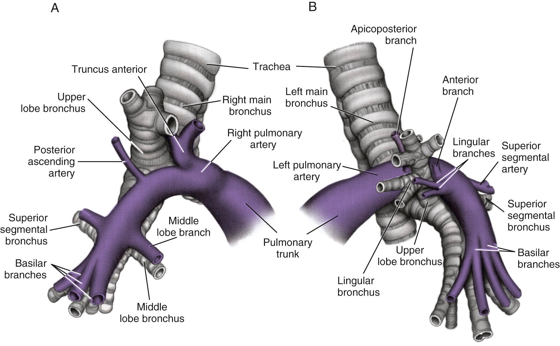 Fig. 47.4, A , A lateral view of the right pulmonary artery. B , A lateral view of the left pulmonary artery.