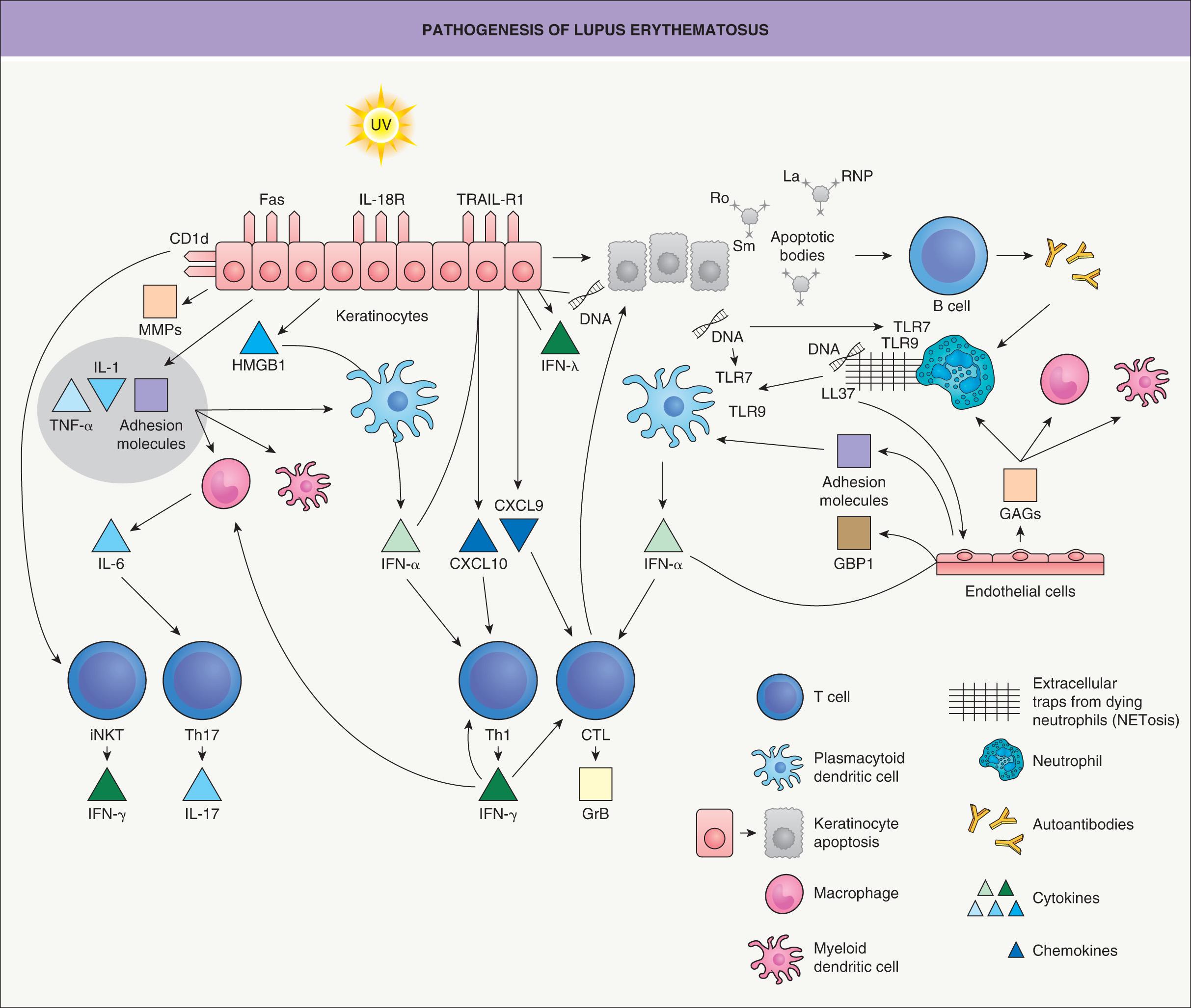 Fig. 41.1, Pathogenesis of lupus erythematosus.