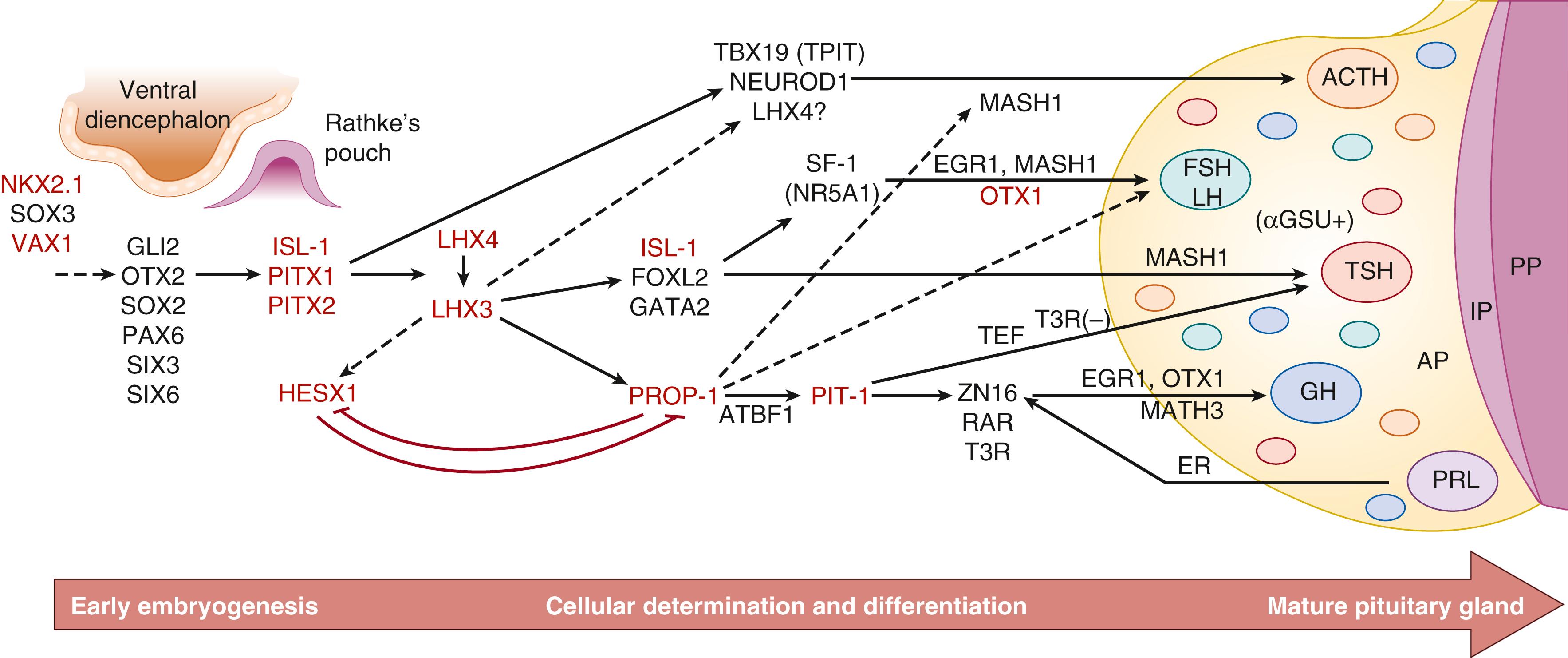 Fig. 142.1, Molecular regulation of anterior pituitary gland development. Multiple transcription factors contribute to the development of the pituitary gland and the subsequent differentiation of the five specialized hormone-secreting cell types of the mature anterior pituitary gland: corticotrophs (adrenocorticotropic hormone [ACTH] ), gonadotrophs (follicle-stimulating hormone [FSH] and luteinizing hormone [LH] ), thyrotrophs (thyroid-stimulating hormone [TSH] ), somatotrophs (growth hormone [GH] ), and lactotrophs (prolactin [PRL] ). Homeodomain-containing transcription factors critical to this process are highlighted in red. Arrows indicate upstream relationships in molecular signaling pathways but do not necessarily imply direct activation. Flat ars denote repressive relationships. The placement of specific cell types in the diagram does not reflect their actual location within the anterior pituitary gland. AP, Anterior pituitary gland; IP, intermediate pituitary gland; PP, posterior pituitary gland.