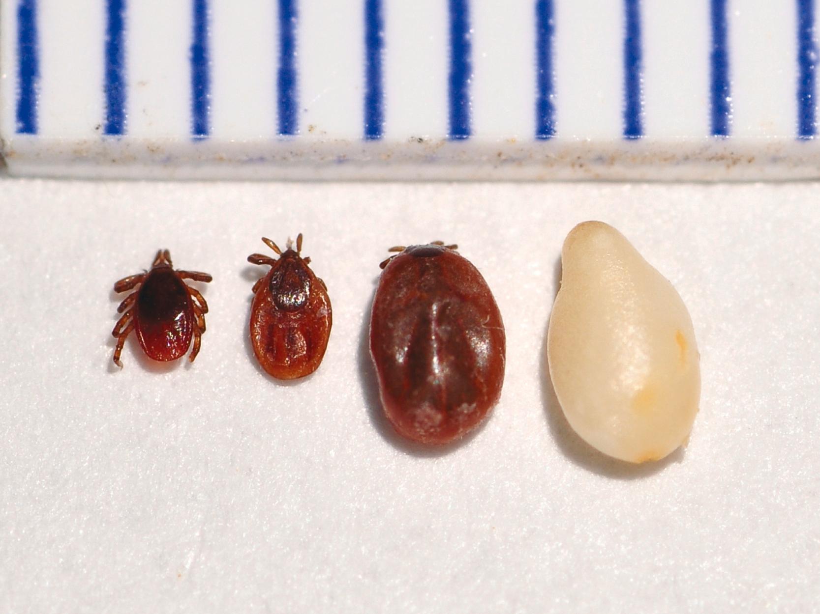 FIGURE 296-1, From left to right is an unfed nymphal stage Ixodes scapularis tick, a nymphal stage I. scapularis tick after about 48 hours of feeding, a nymphal stage I. scapularis tick after about 126 hours of feeding, and a sesame seed.