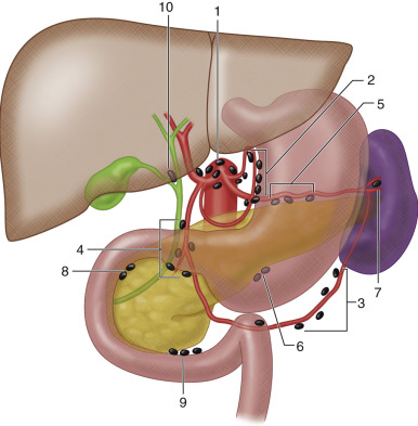 Figure 61-1, Illustration of the upper gastrointestinal tract depicting the lymph nodes of the stomach, liver, gallbladder, pancreas, and spleen: 1, celiac; 2, gastric (right and left); 3, gastroepiploic (right and left); 4, pyloric; 5, superior pancreatic; 6, inferior pancreatic; 7, perisplenic; 8, superior pancreaticoduodenal; 9, inferior pancreaticoduodenal; 10, cystic.