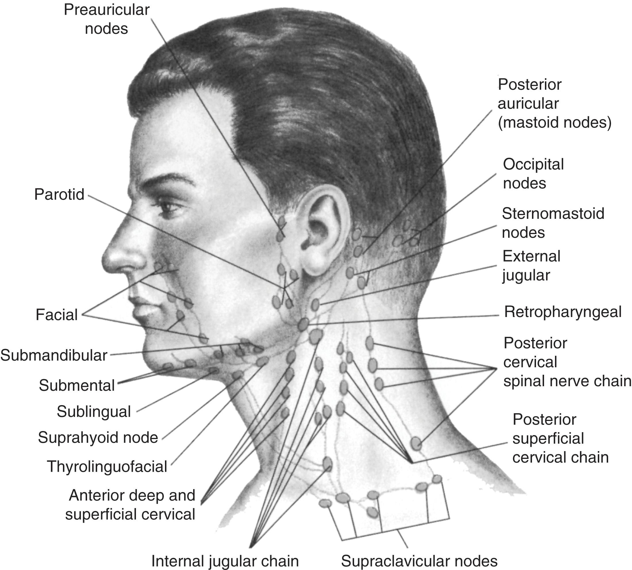 Fig. 16.1, Lymph nodes and lymphatic drainage system of the head and neck.