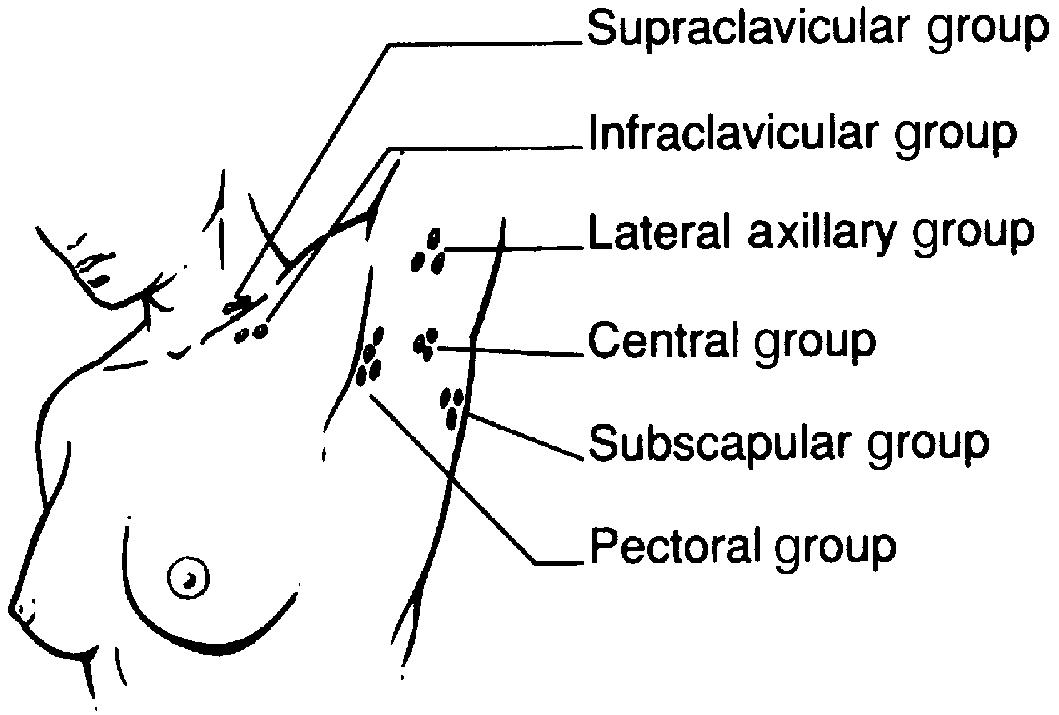 Fig. 16.3, Lymph nodes in the axilla.