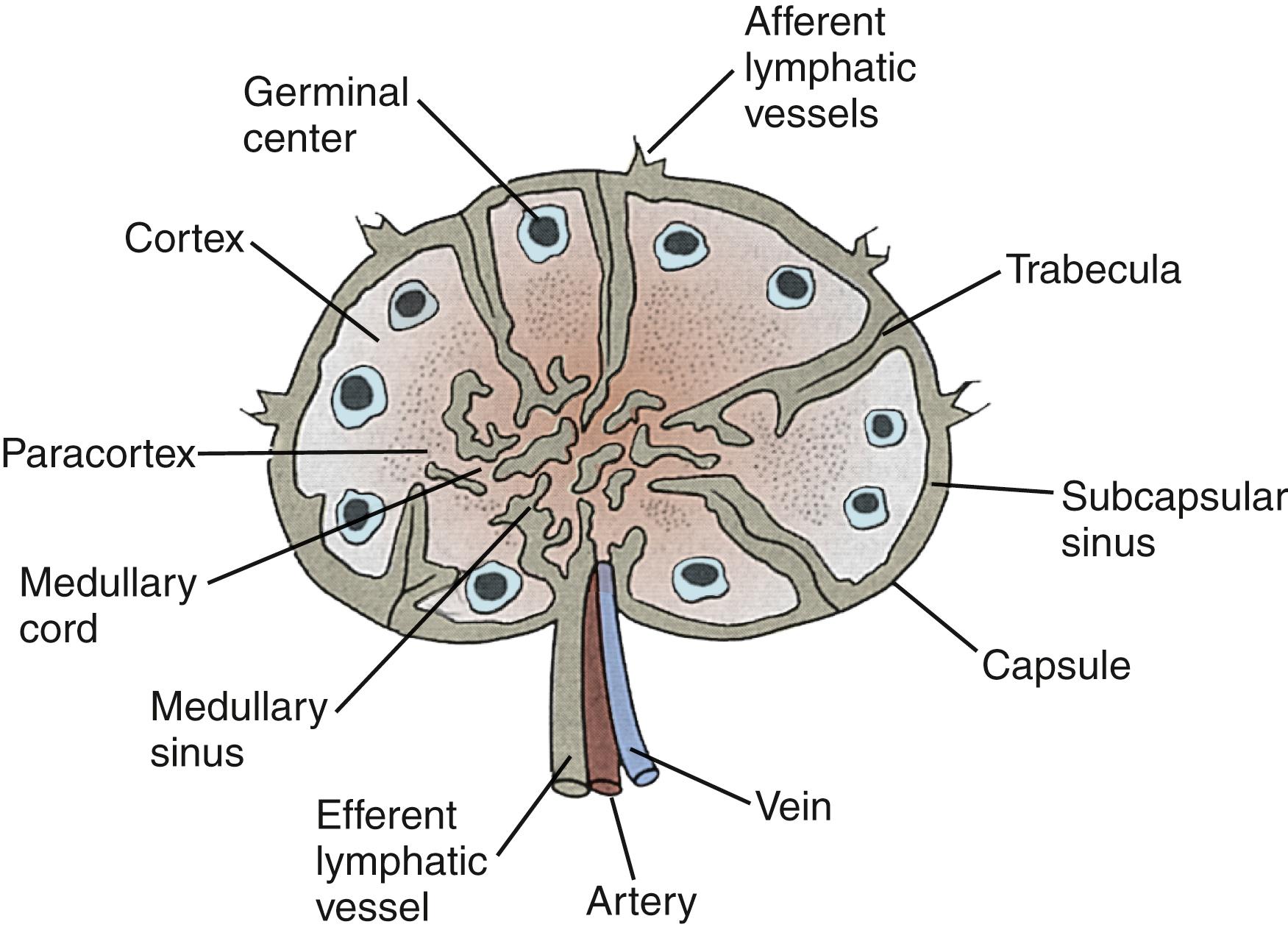 Fig. 48.1, Diagrammatic representation of the structure of a lymph node.