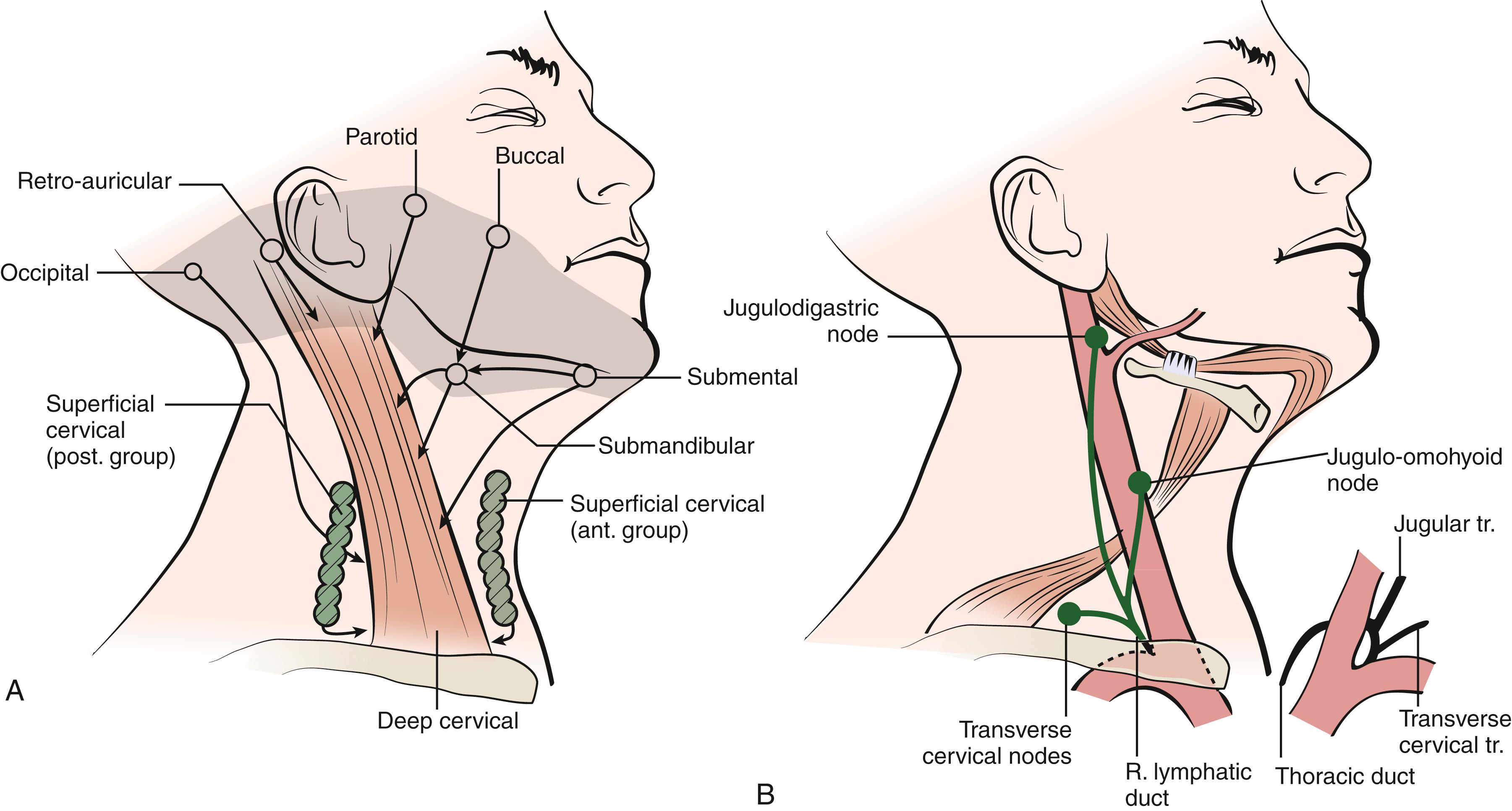 Fig. 48.2, The superficial (A) and deep cervical (B) lymph nodes that drain the head and neck. Ant., anterior; post., posterior; R, right; superfic., superficial; tr., tributary.